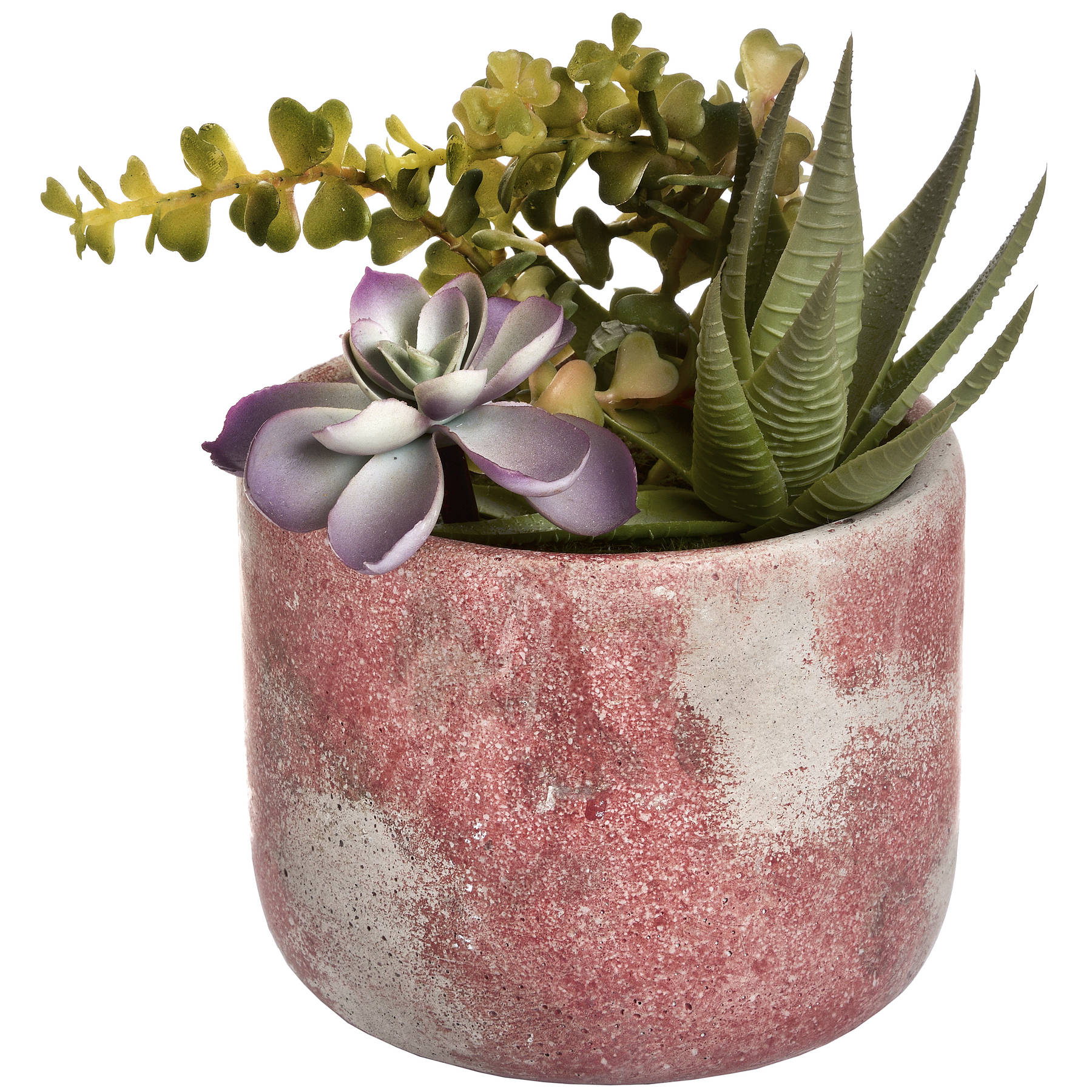 Potted Succulent - Image 4