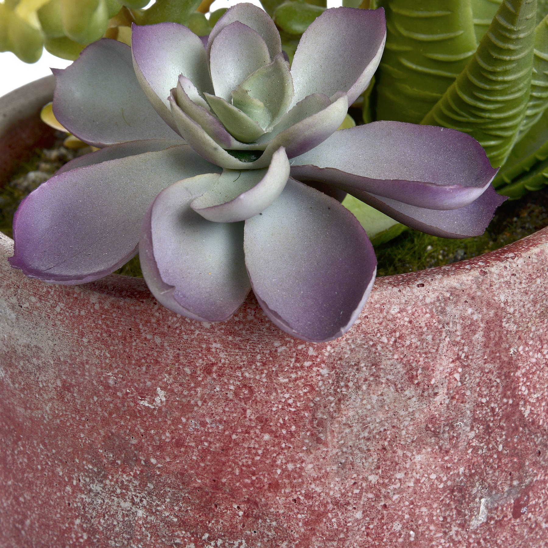 Potted Succulent - Image 6