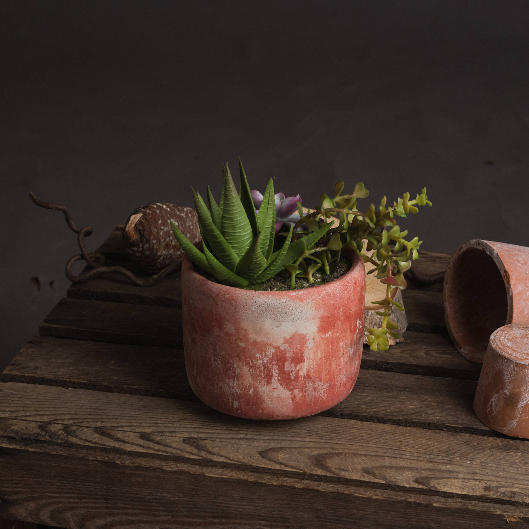 Potted Succulent - Image 1