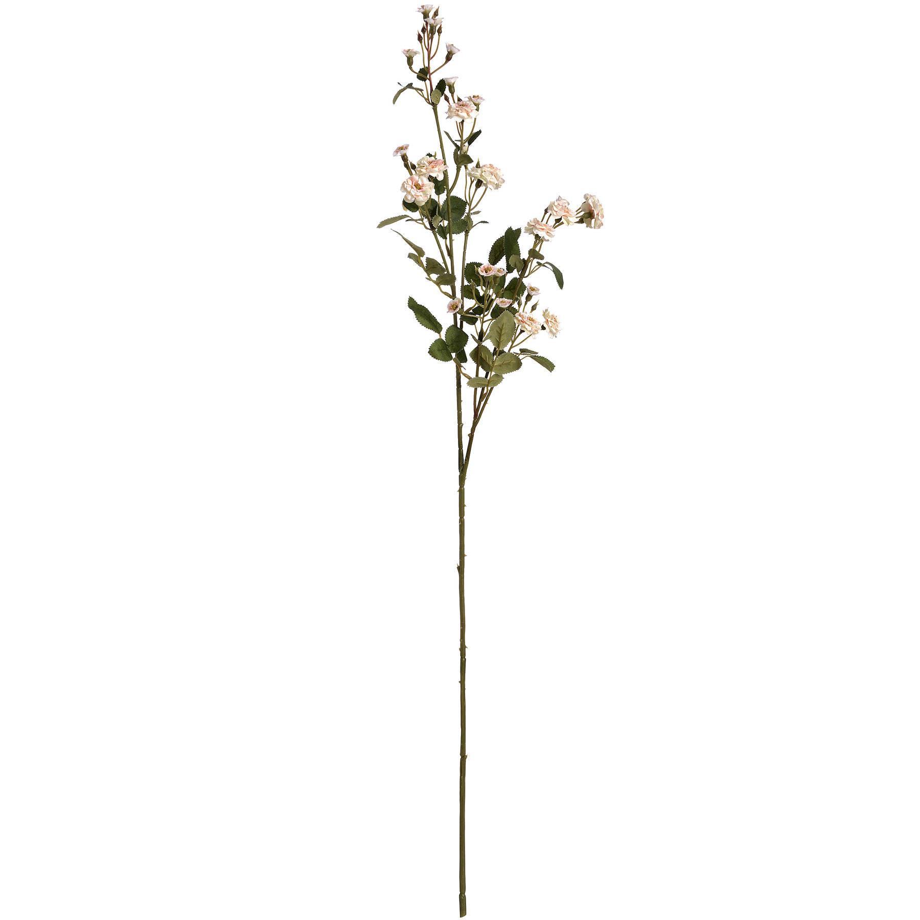 Cream Wild Meadow Rose - Image 6