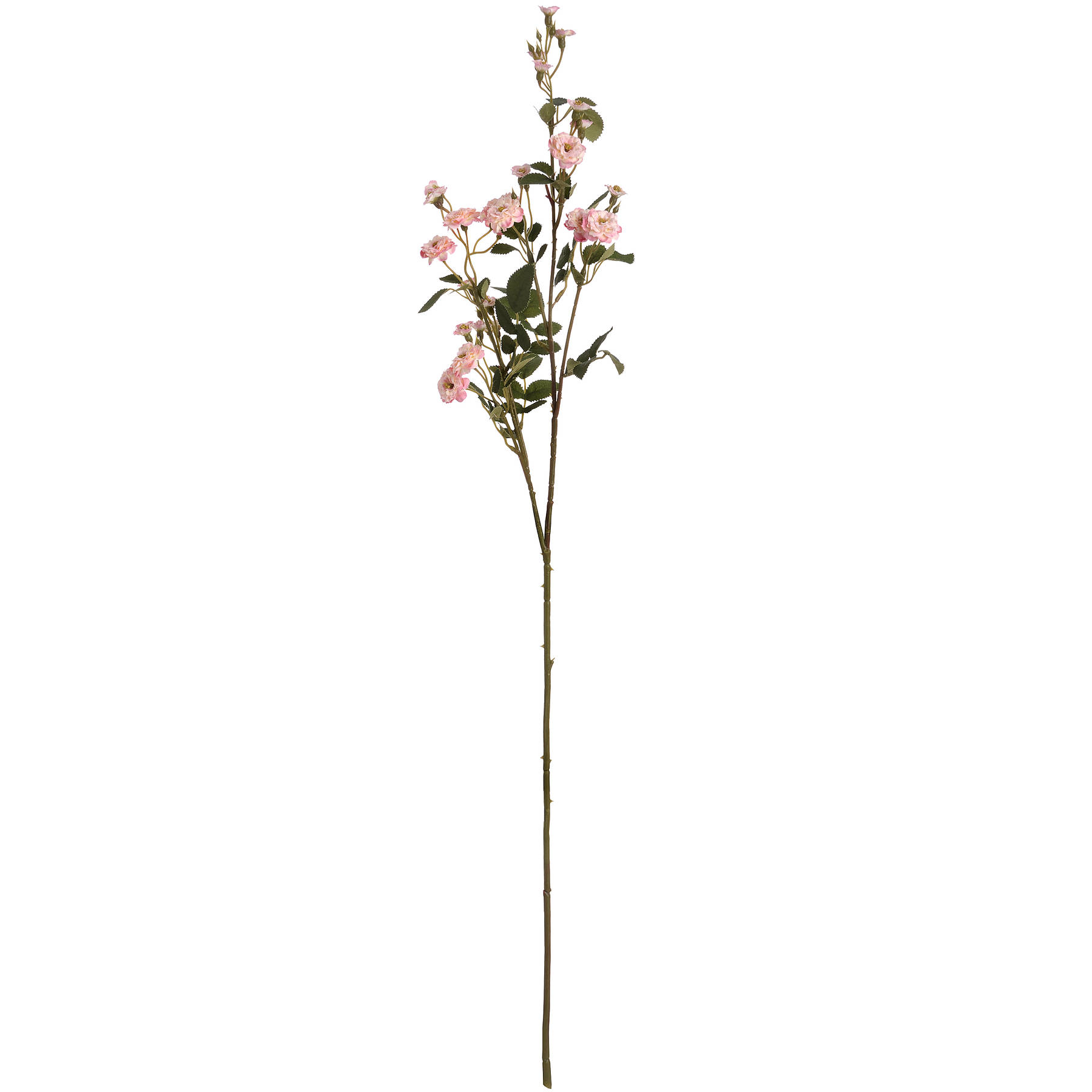 Pink Wild Meadow Rose - Image 6