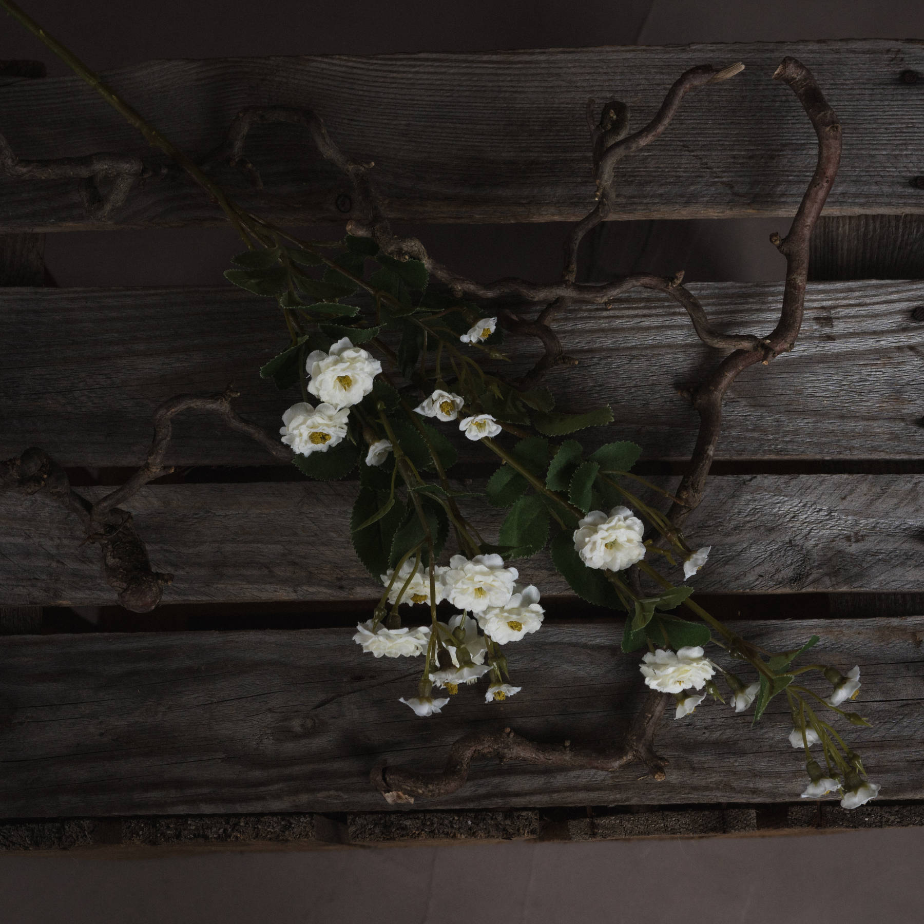 White Wild Meadow Rose - Image 2