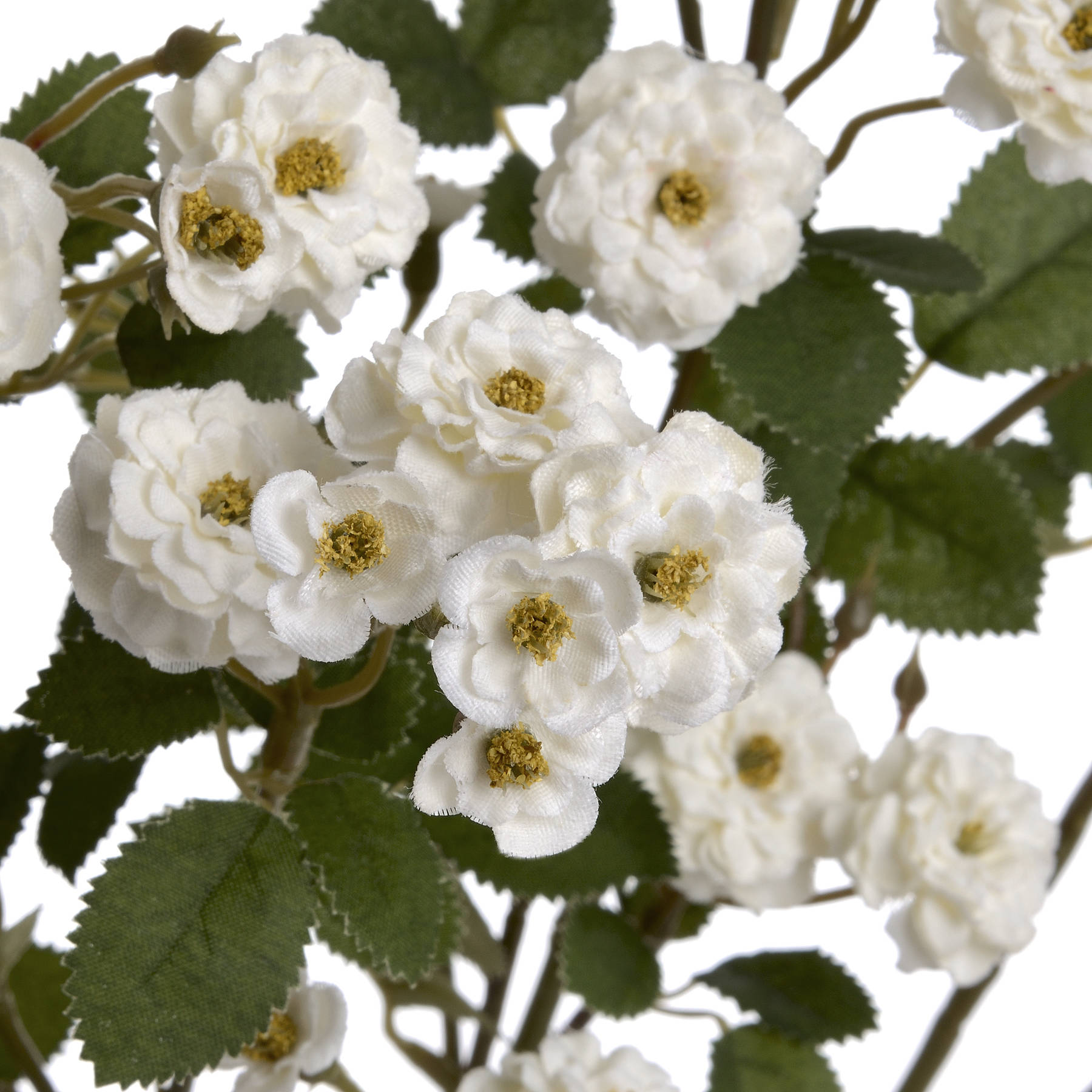 White Wild Meadow Rose - Image 5