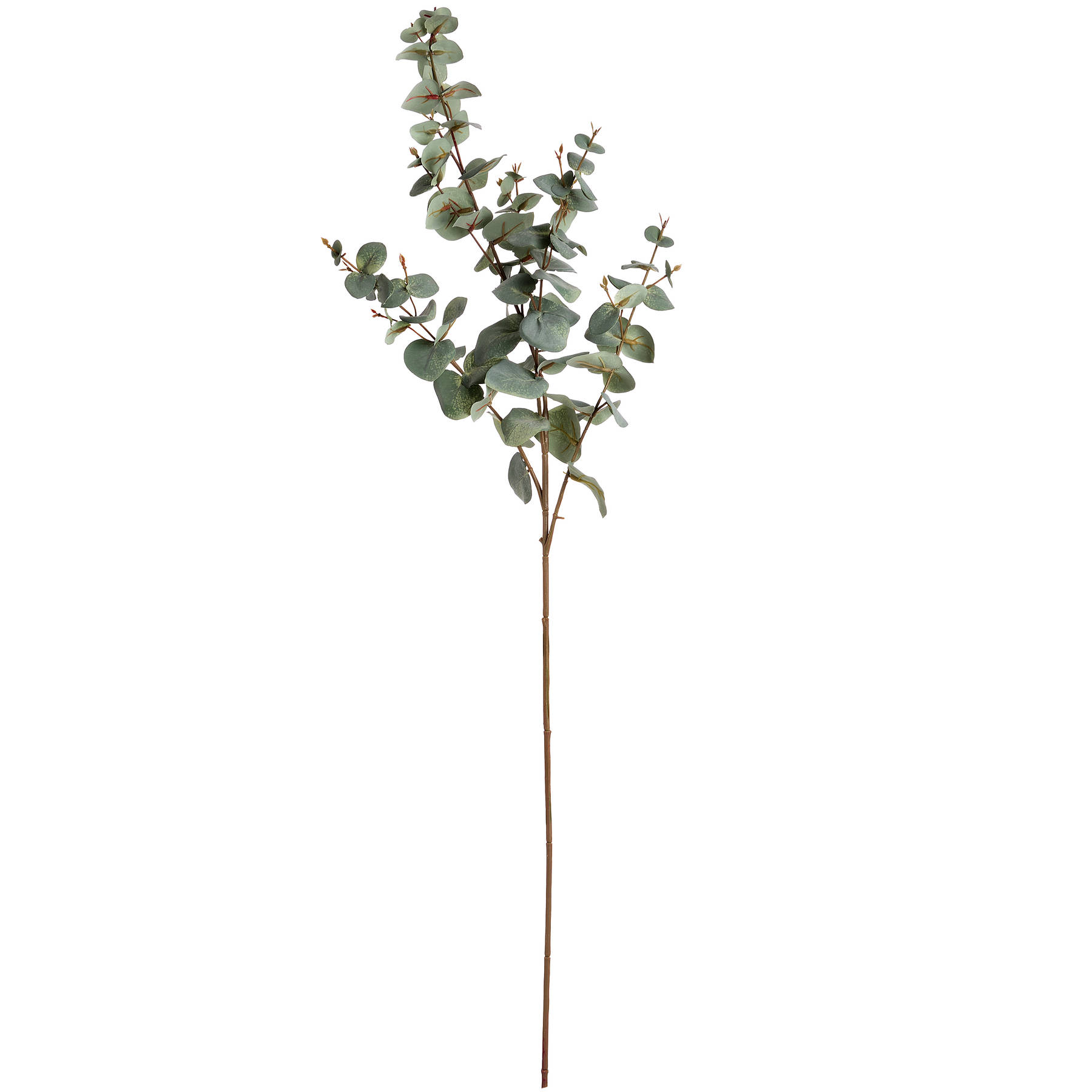 Variegated Eucalyptus - Image 6