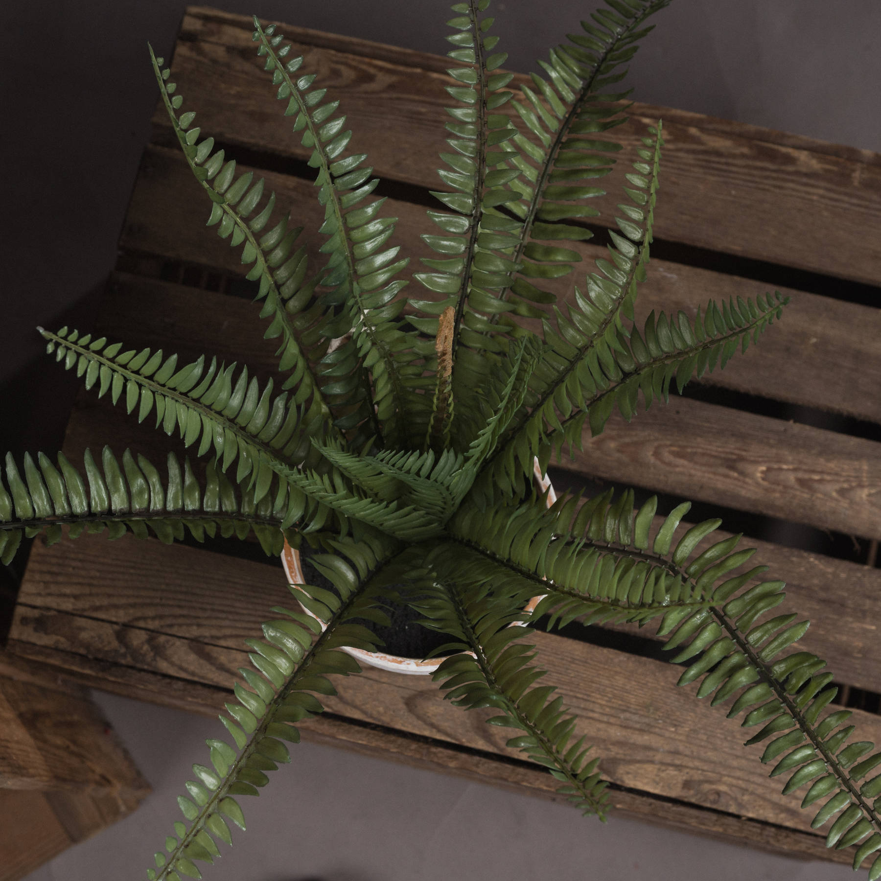 Potted Fern - Image 2