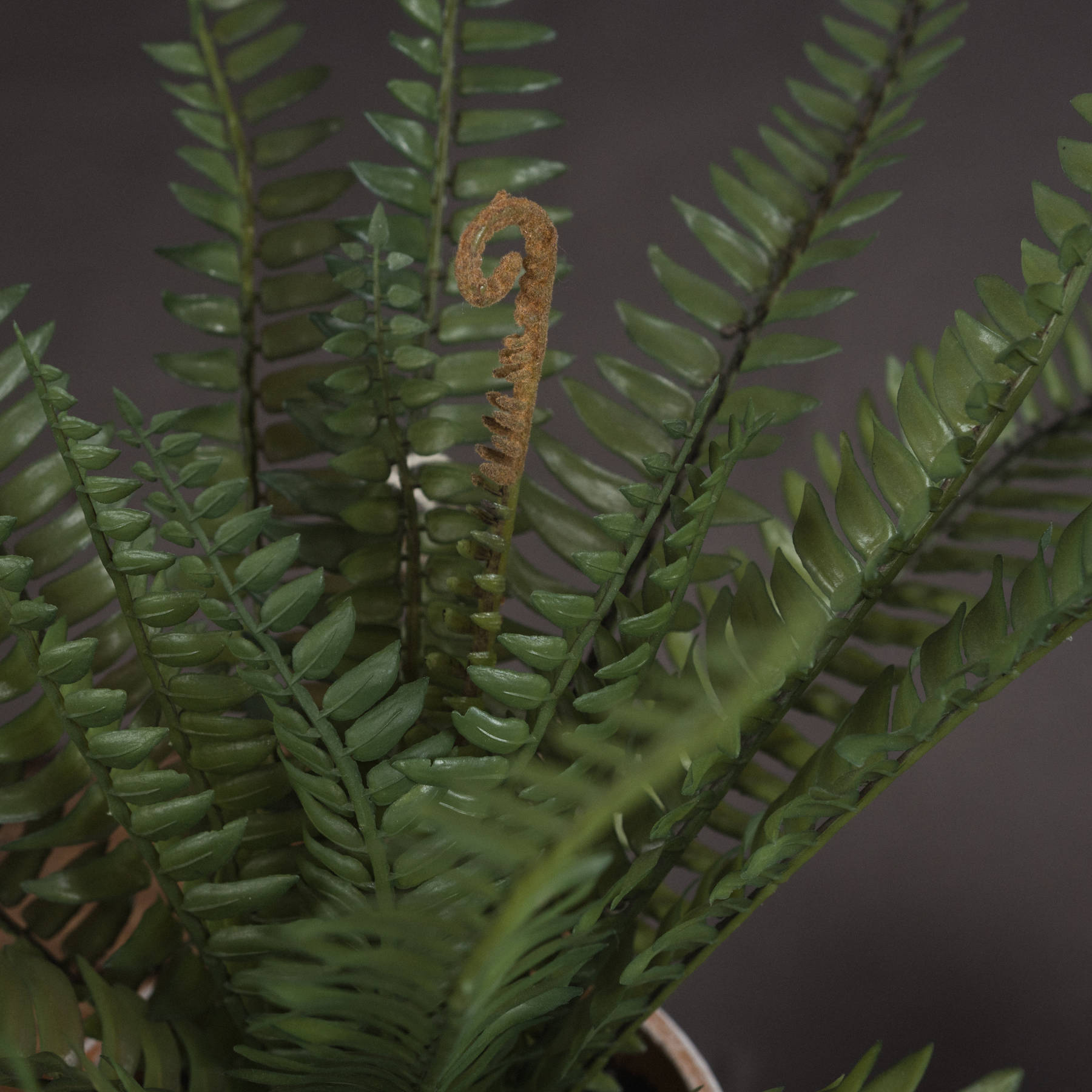 Potted Fern - Image 3