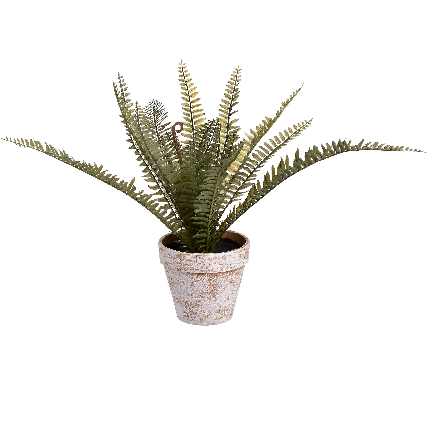 Potted Fern - Image 4
