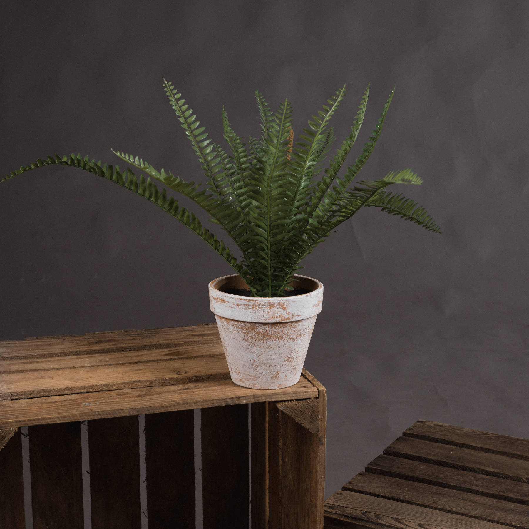 Potted Fern - Image 1
