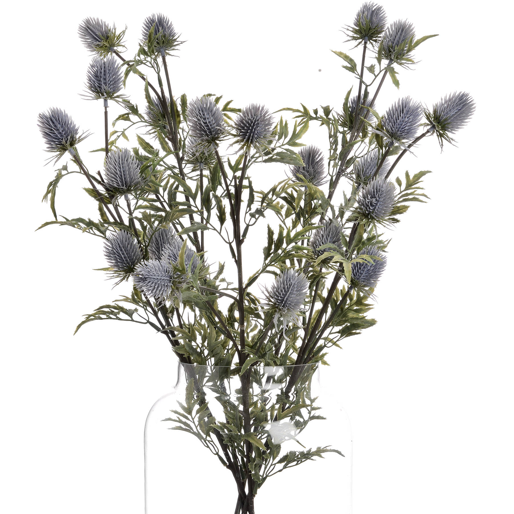 Eryngium Blue Thistle - Image 4