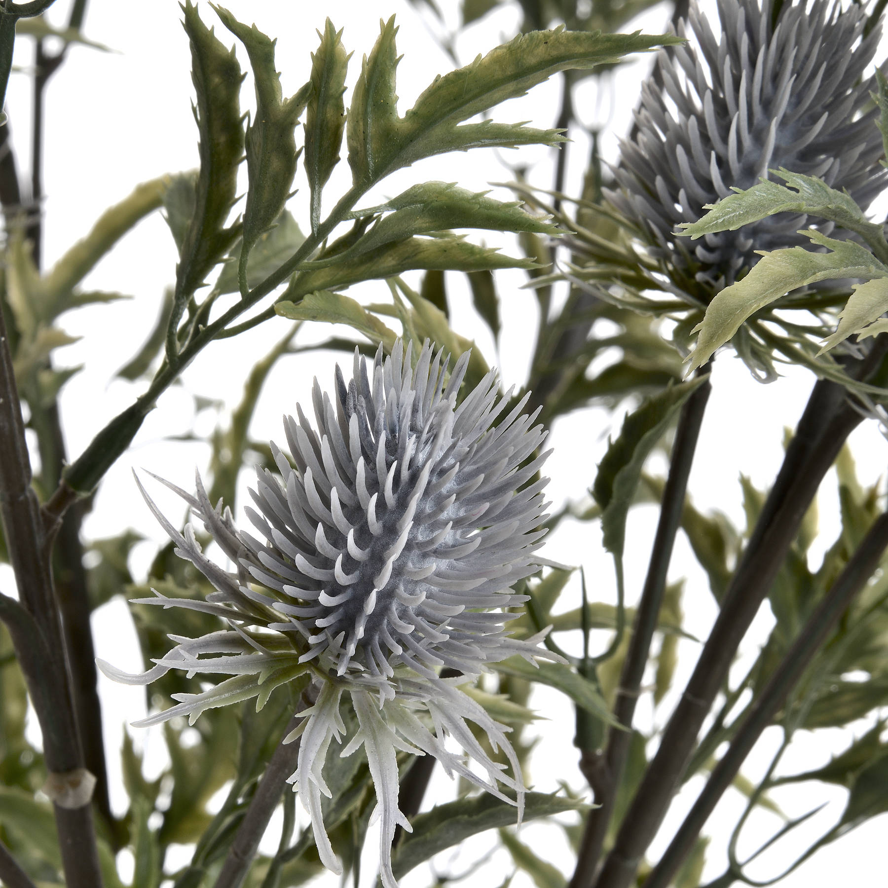 Eryngium Blue Thistle - Image 5