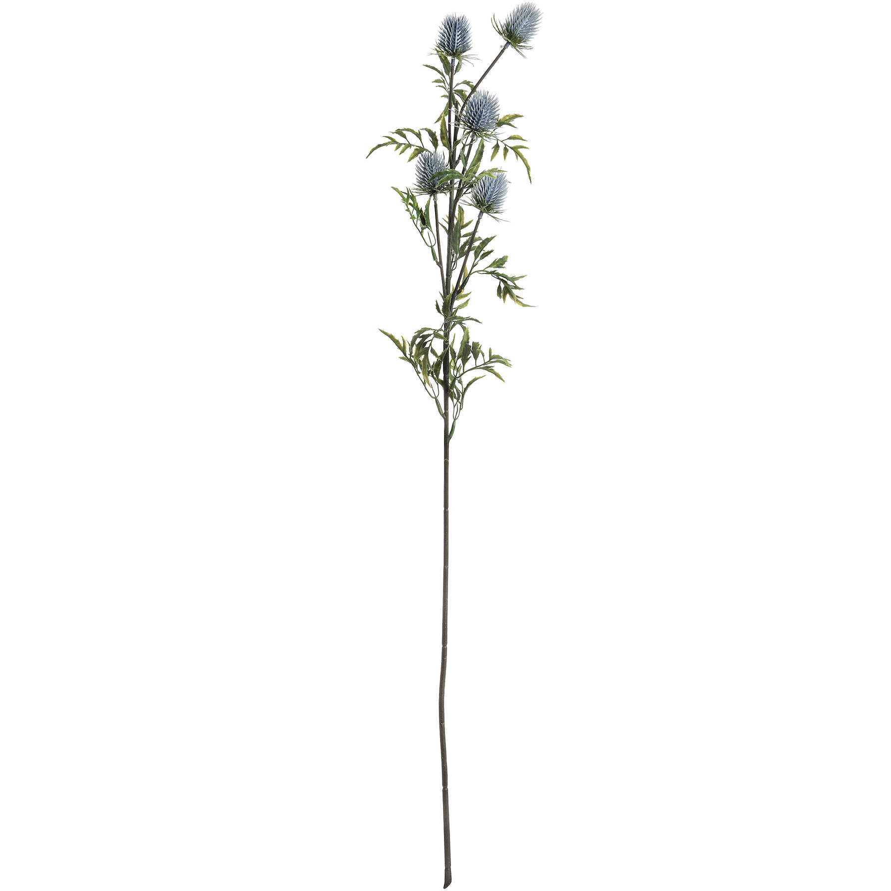 Eryngium Blue Thistle - Image 6