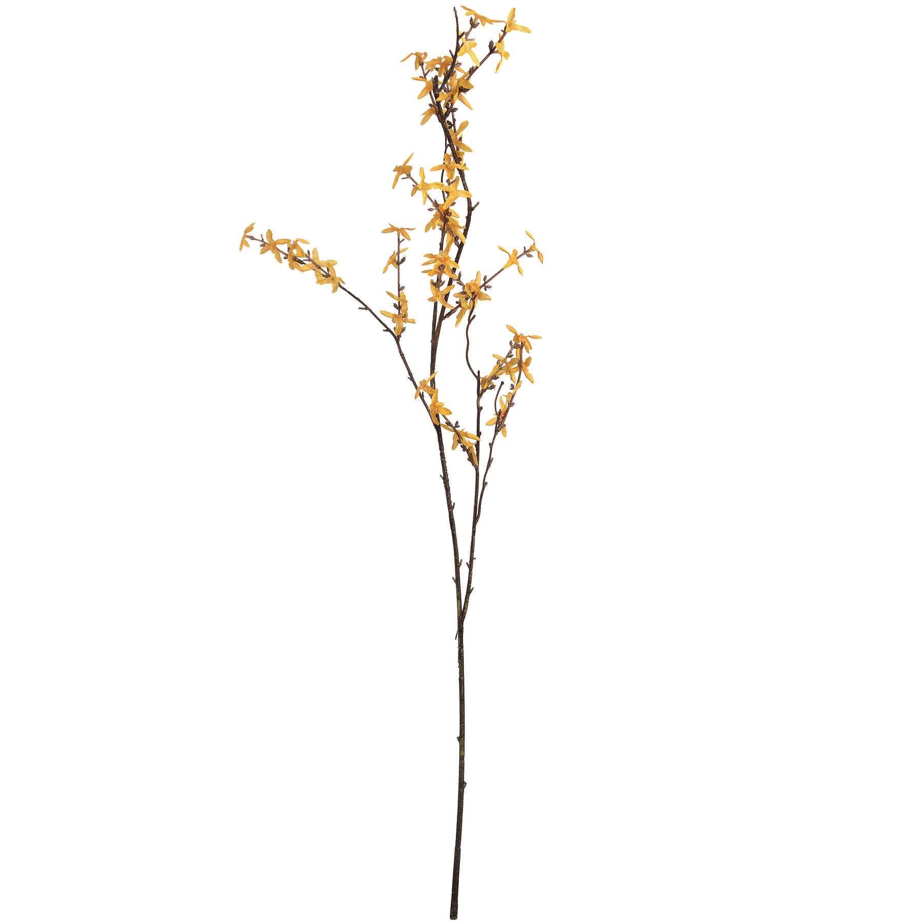 Forsythia - Image 6