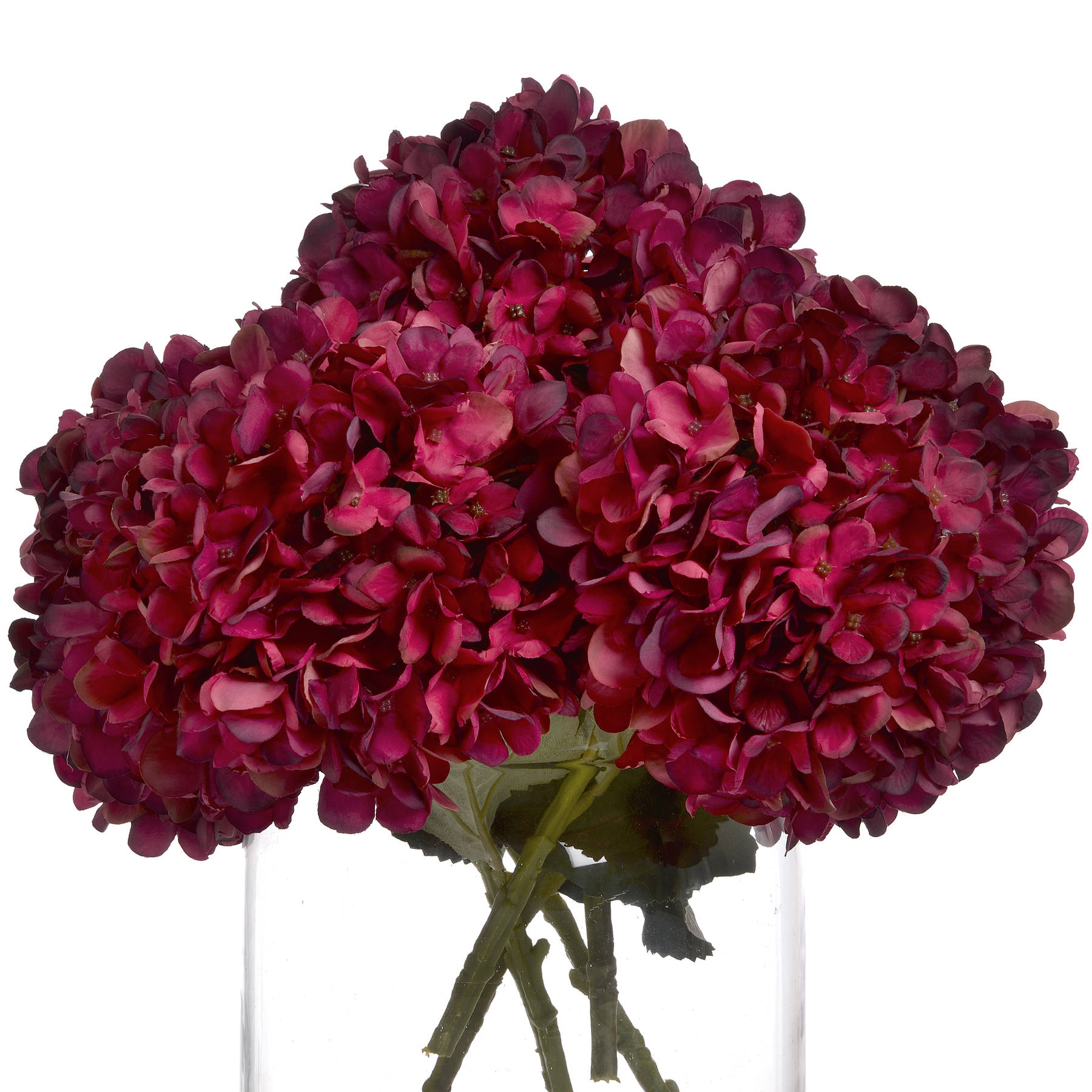 Autumn Ruby Hydrangea - Image 4