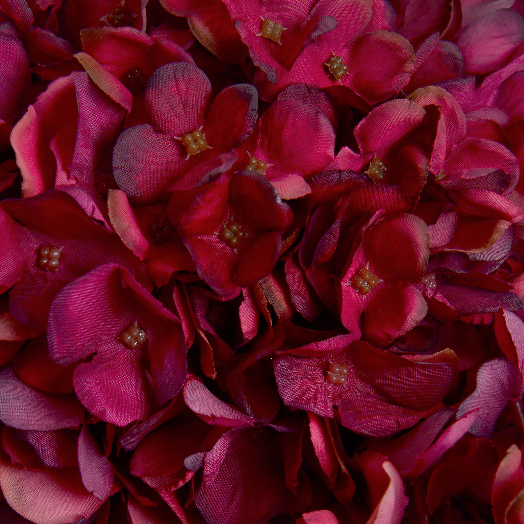 Autumn Ruby Hydrangea - Image 5