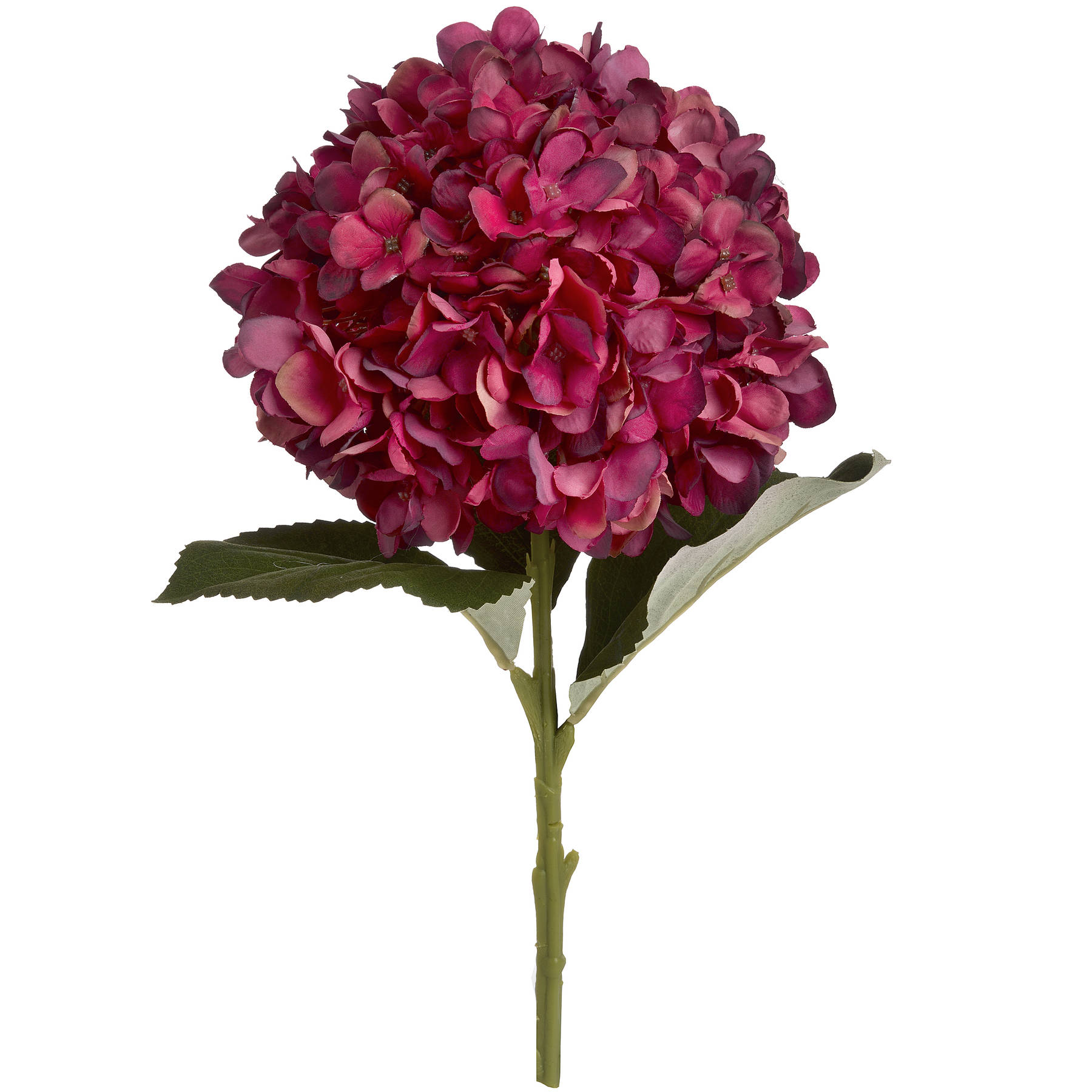 Autumn Ruby Hydrangea - Image 6