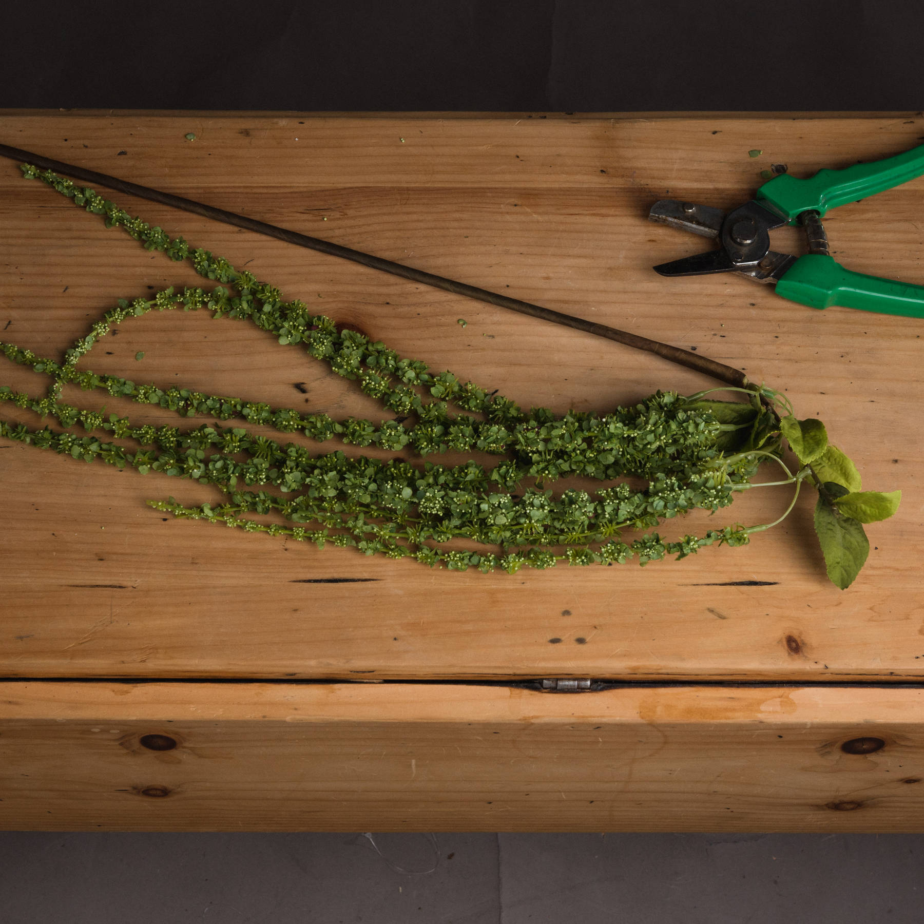 Green Amaranthus - Image 2