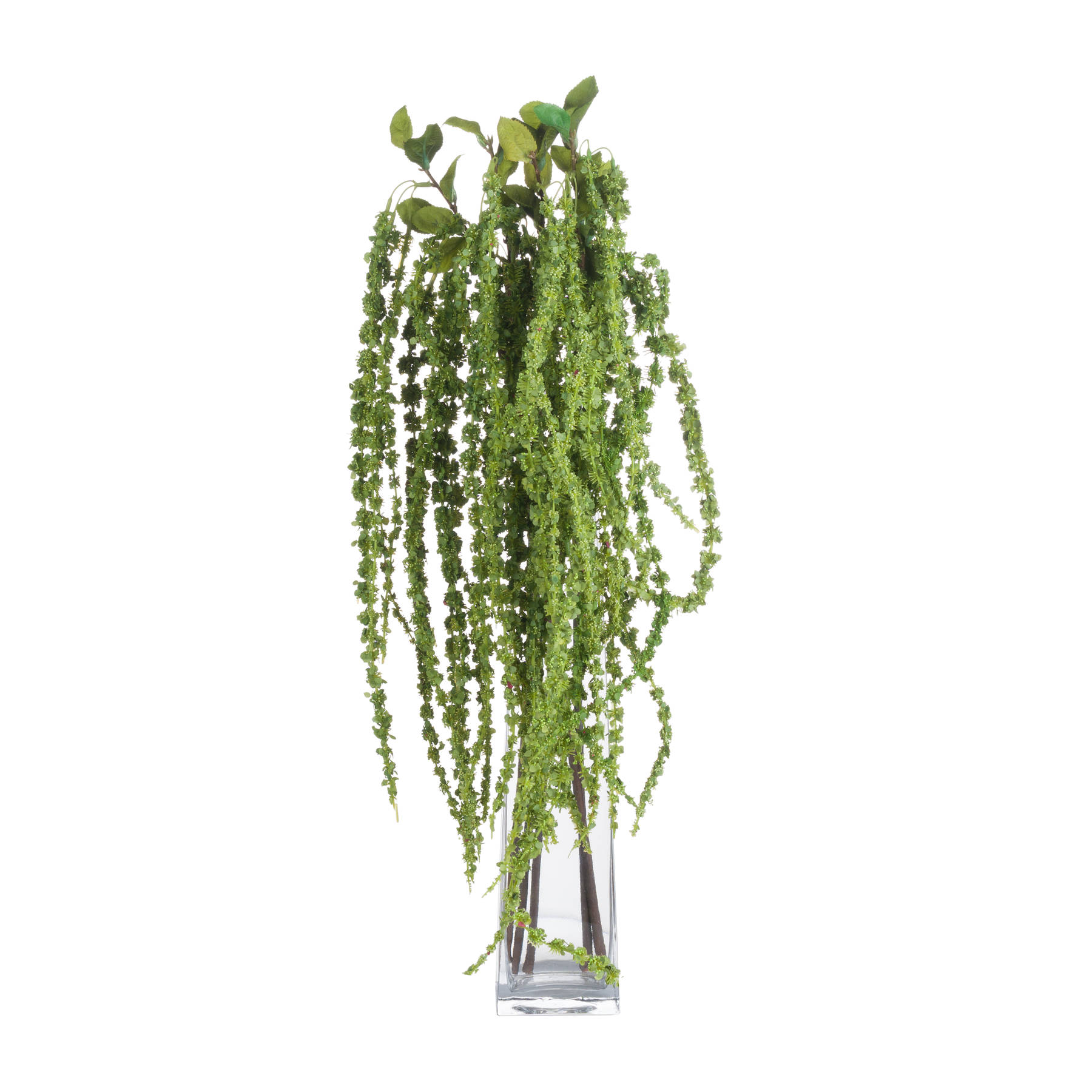 Green Amaranthus - Image 4
