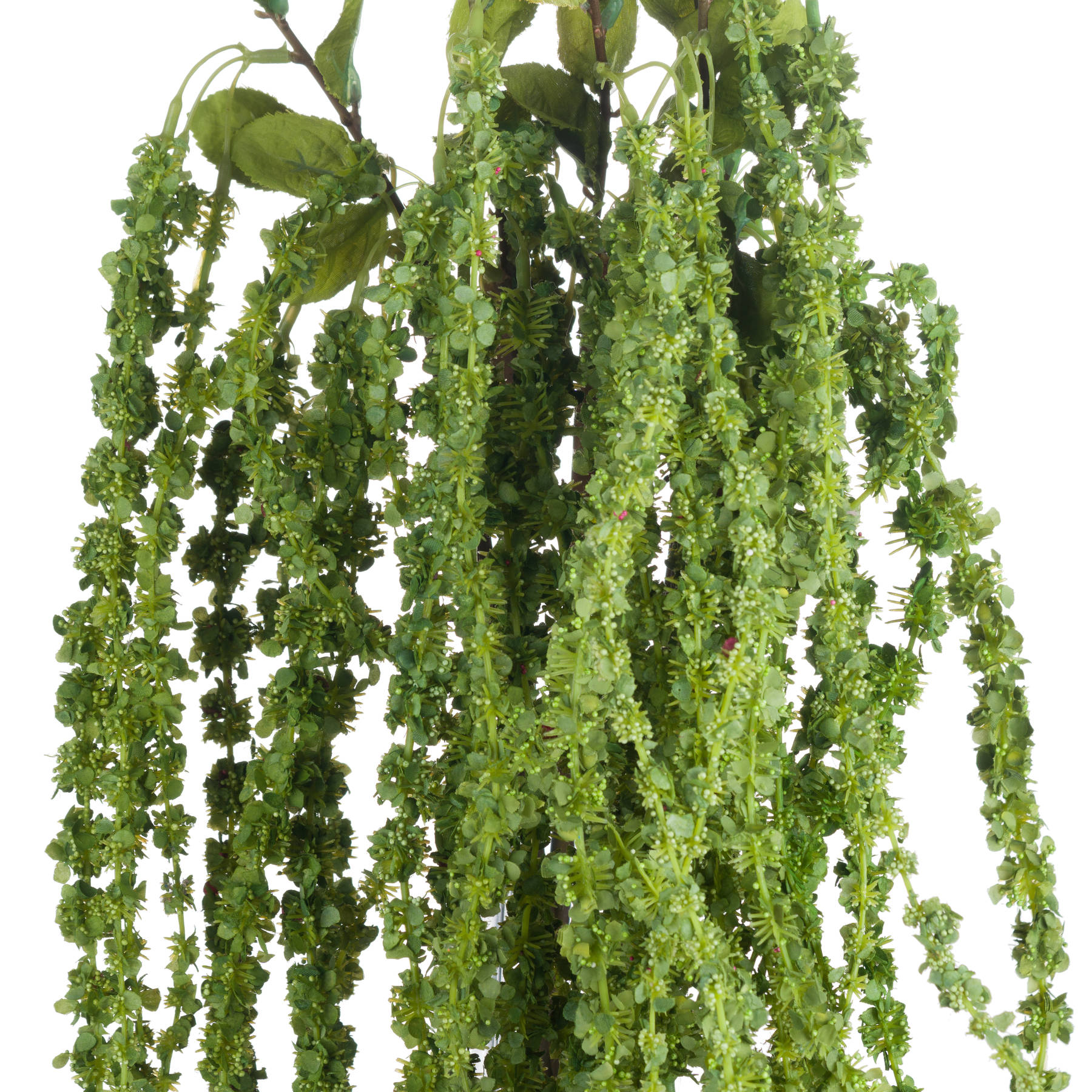 Green Amaranthus - Image 5