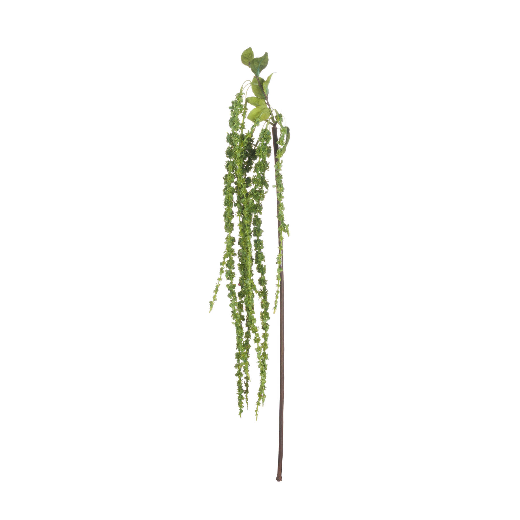 Green Amaranthus - Image 6
