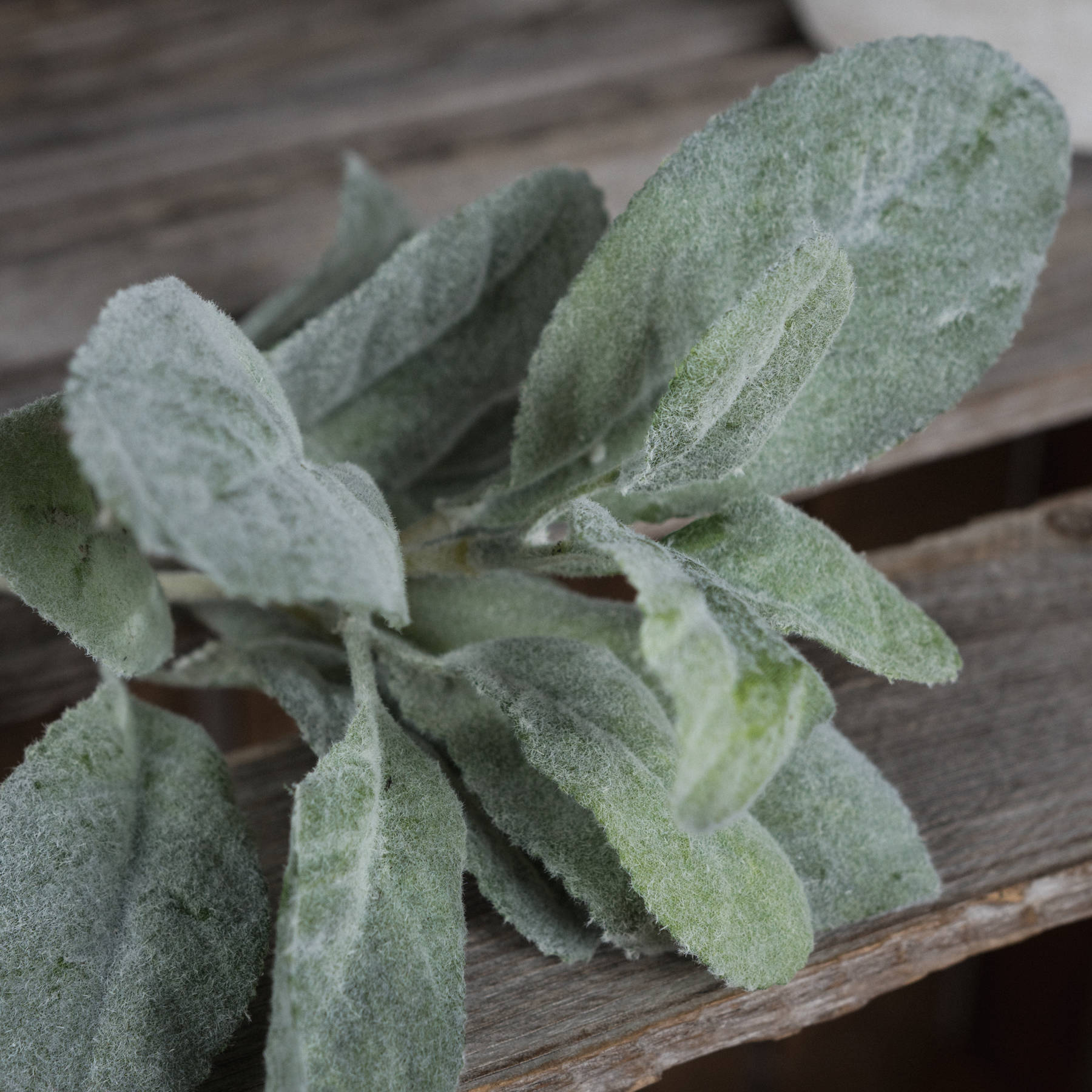 Lambs Ear Spray - Image 3