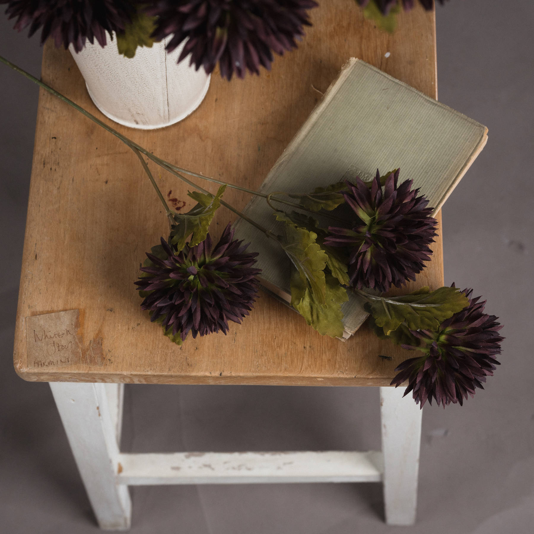 Chocolate Chrysanthemum - Image 2