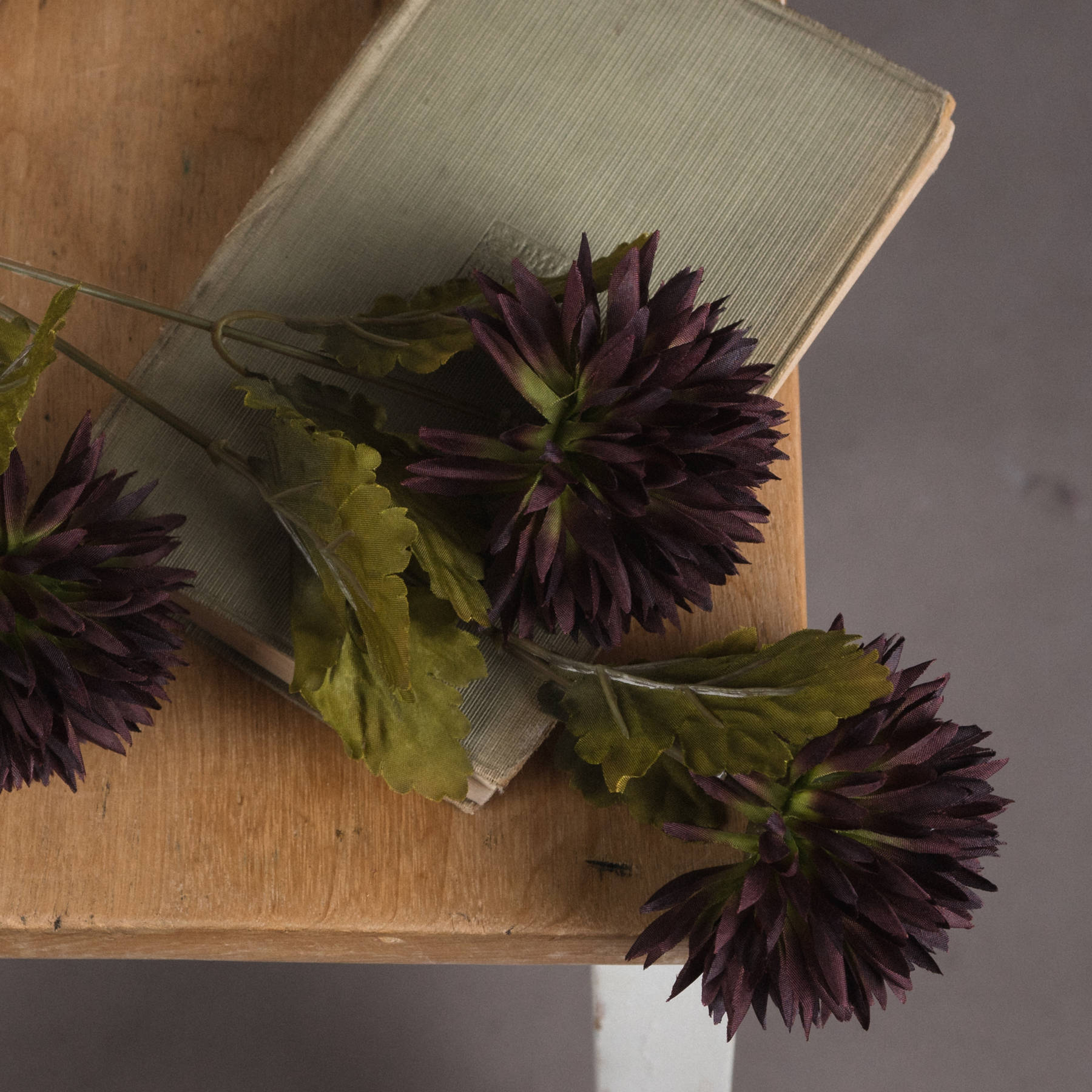 Chocolate Chrysanthemum - Image 3