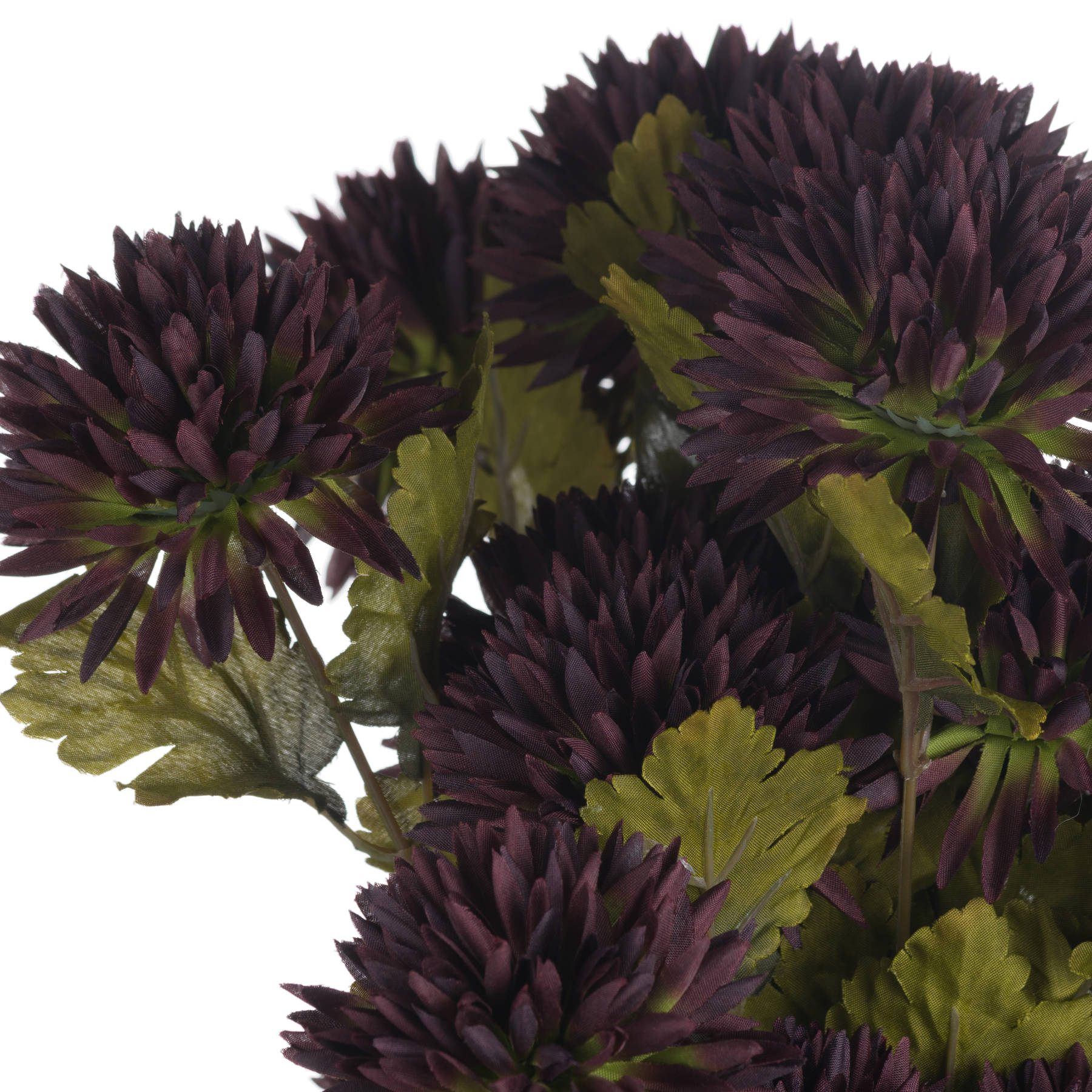 Chocolate Chrysanthemum - Image 5