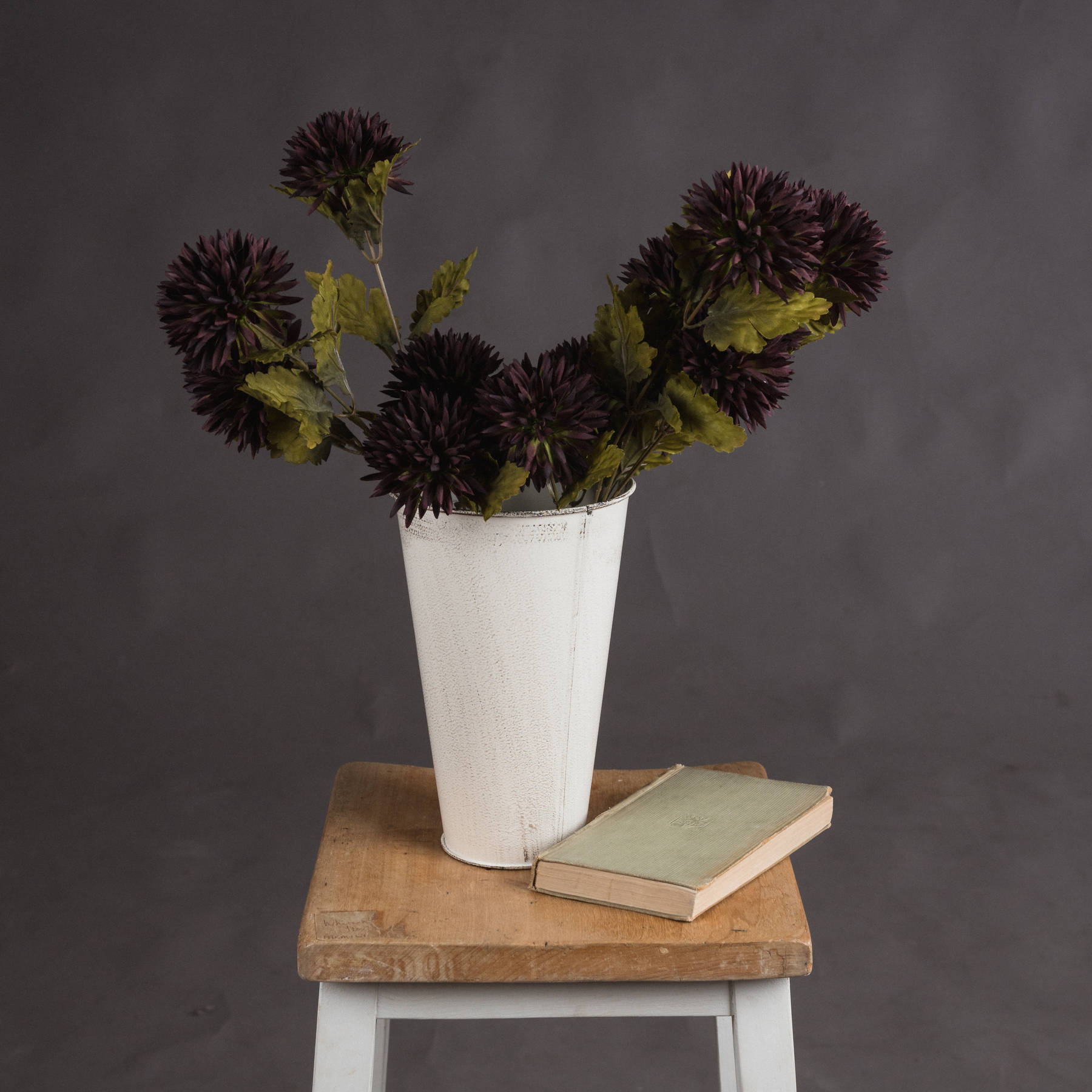 Chocolate Chrysanthemum - Image 1