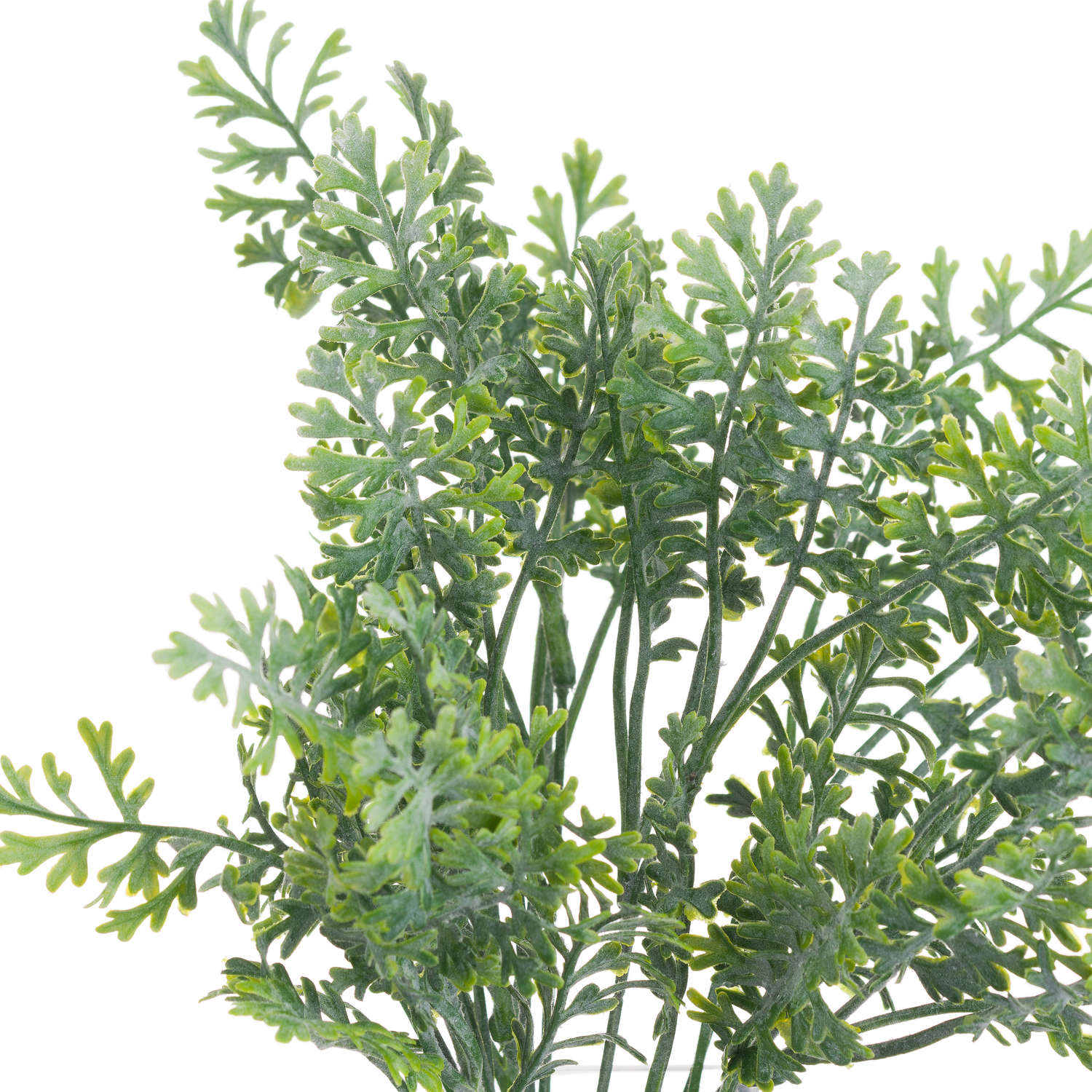 Wormwood Spray - Image 4