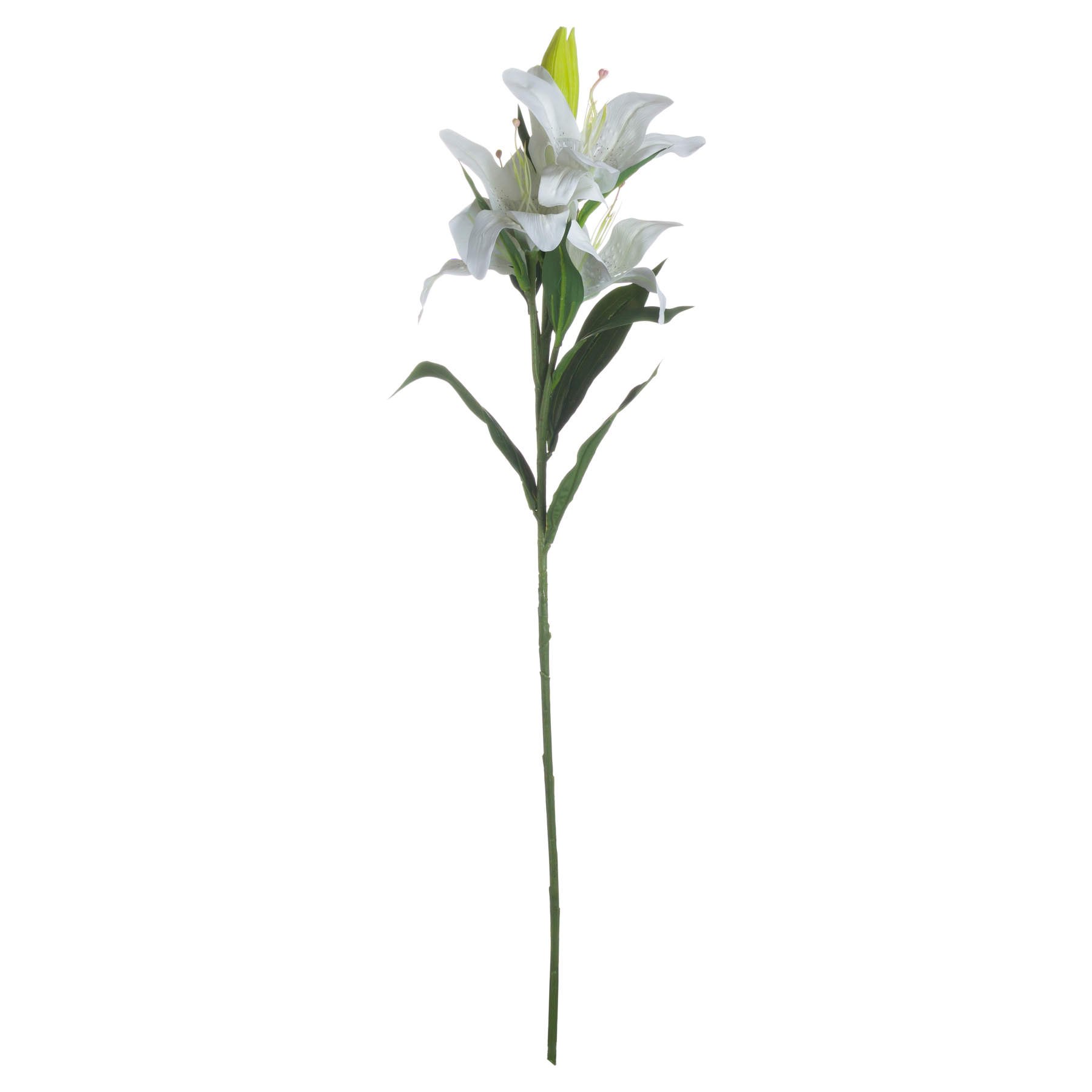 White Lily - Image 4