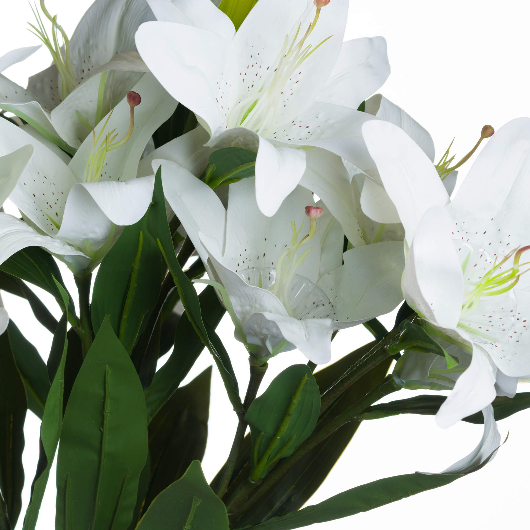 White Lily - Image 5