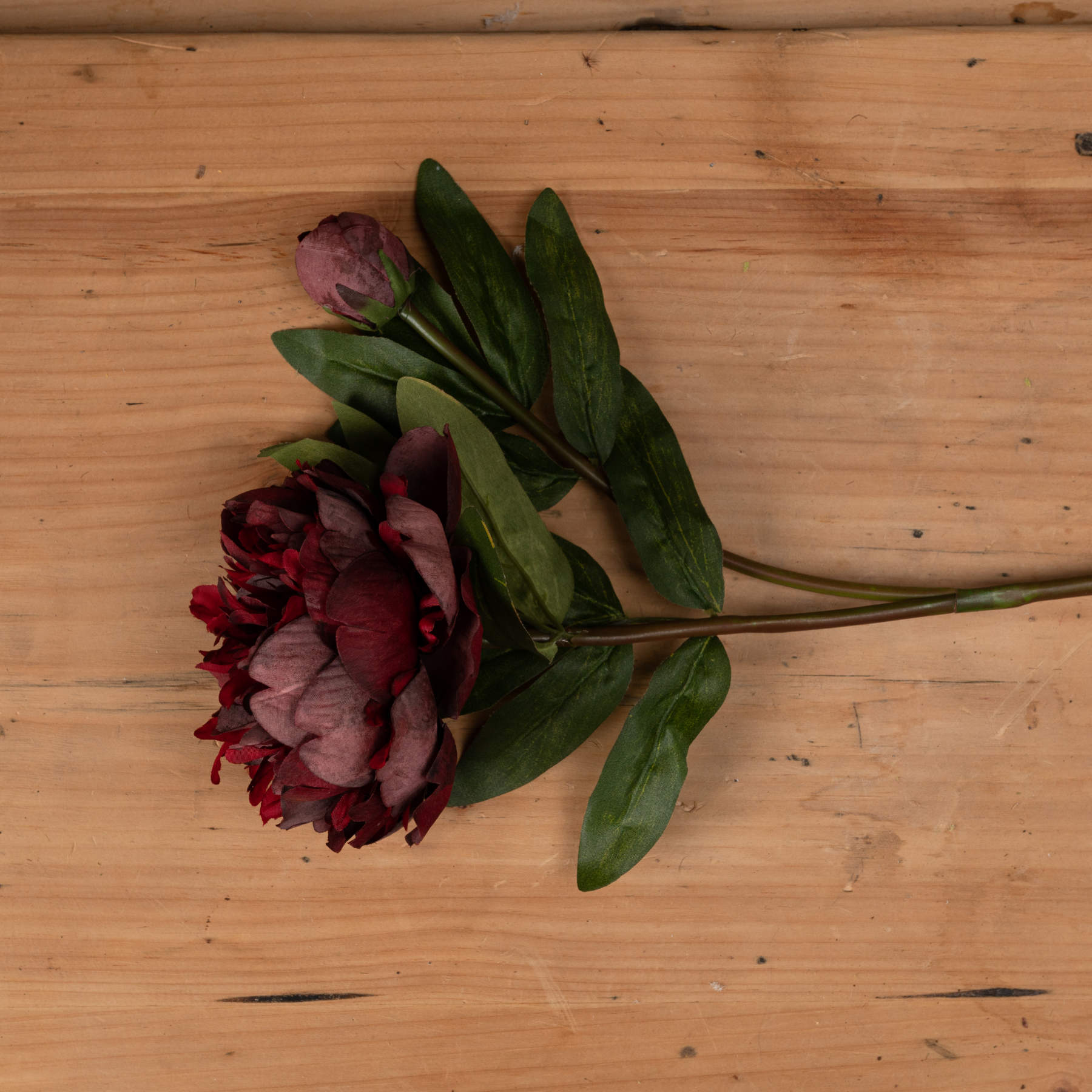 Burgundy Peony Rose - Image 2