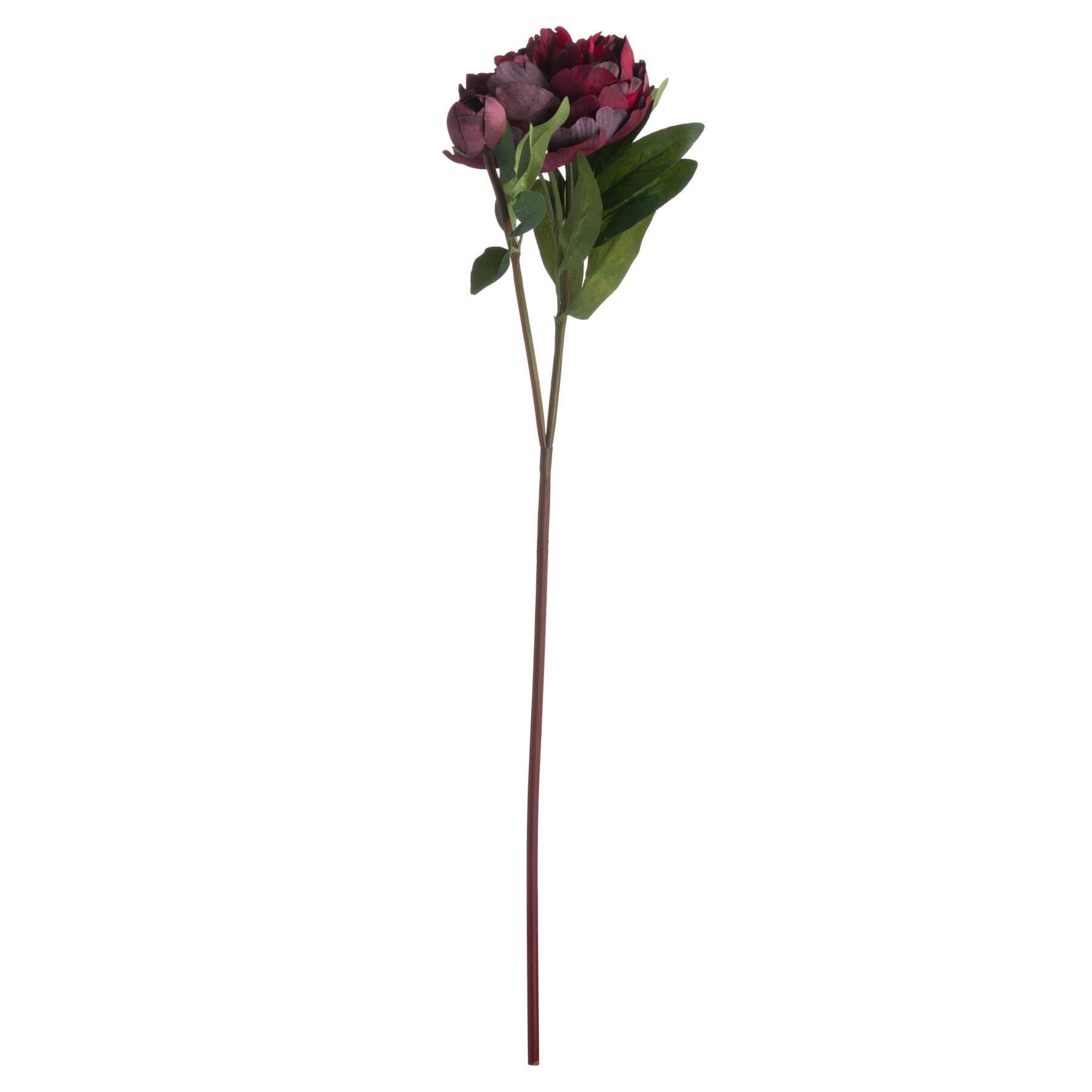 Burgundy Peony Rose - Image 4