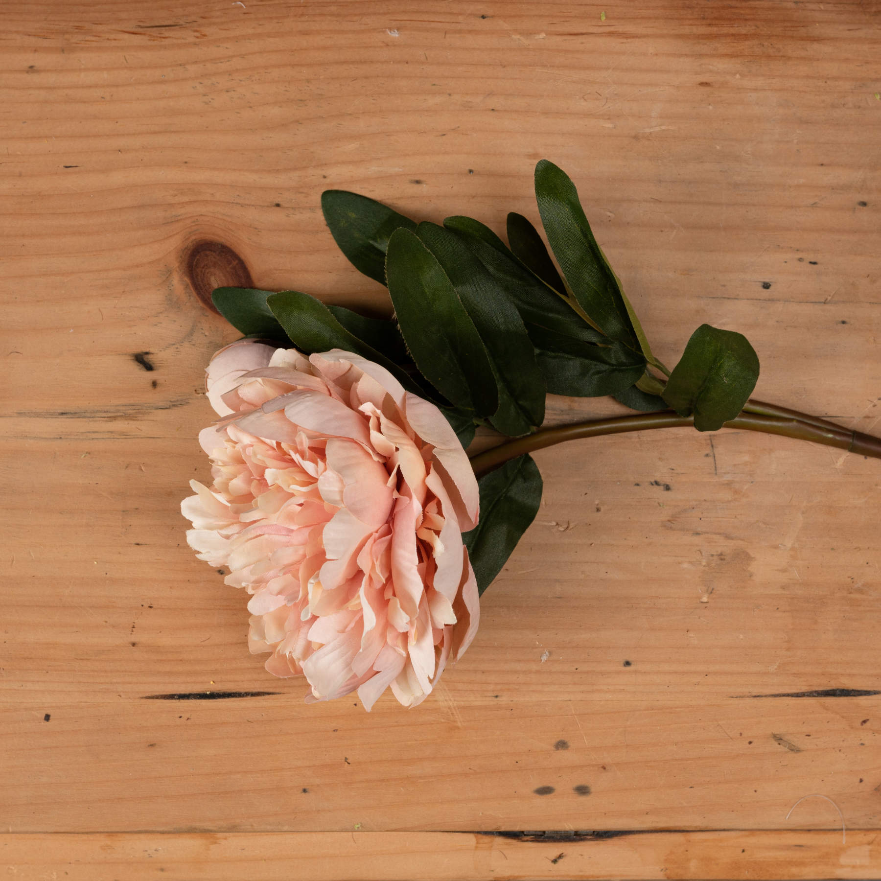 Peach Peony Rose - Image 2