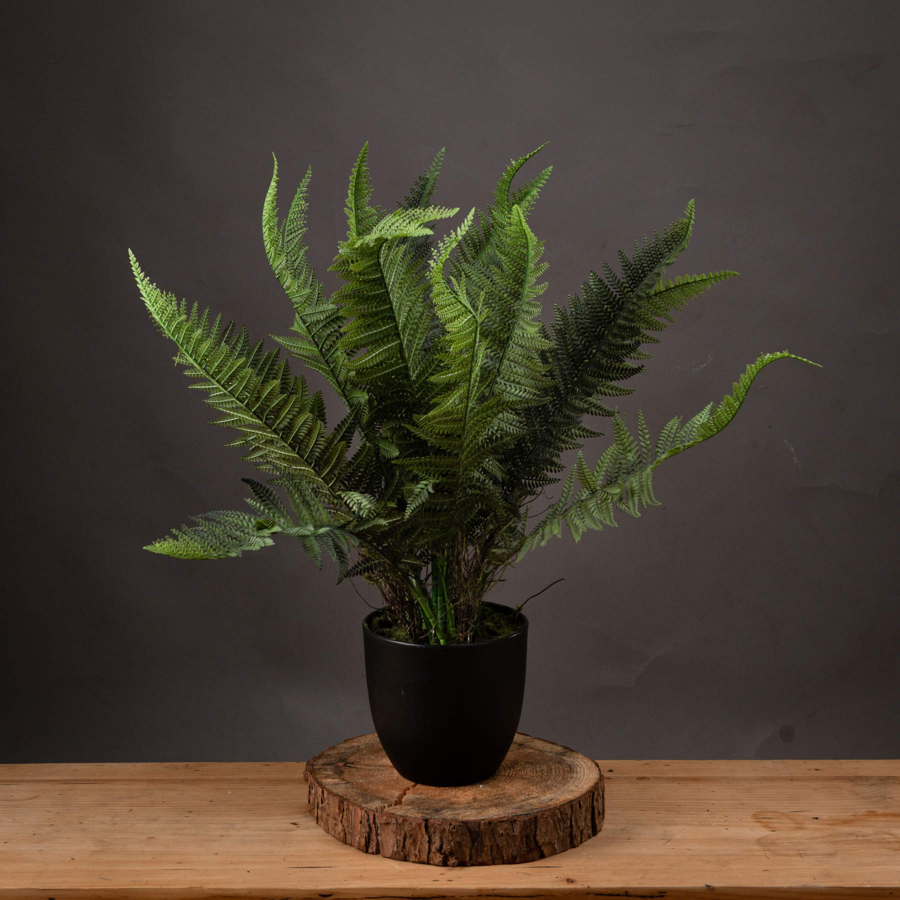 Potted Boston Fern Wholesale by Hill Interiors