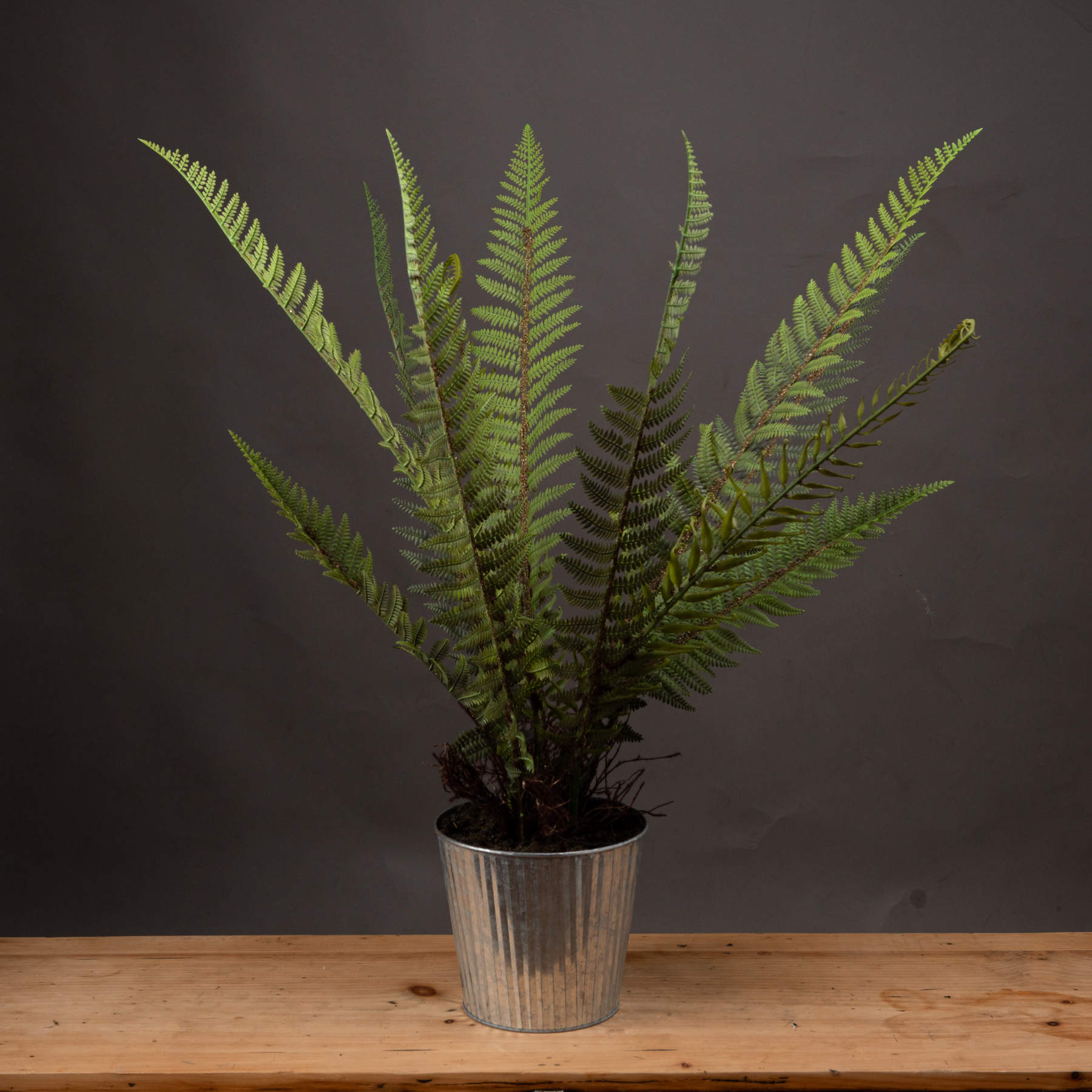Tall Potted Fern | Wholesale by Hill Interiors