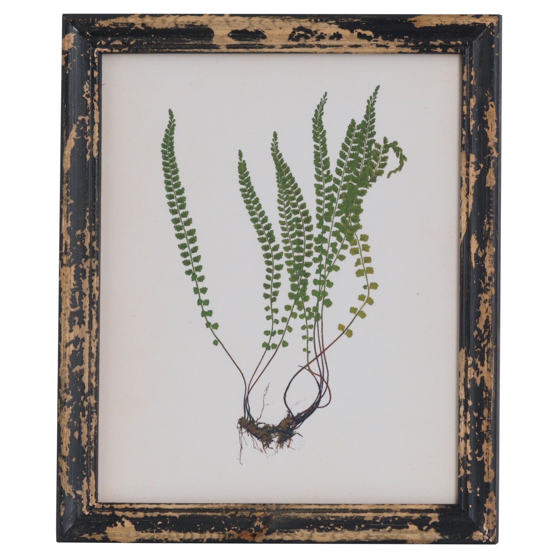 Rustic Framed Botanical Picture - Image 1