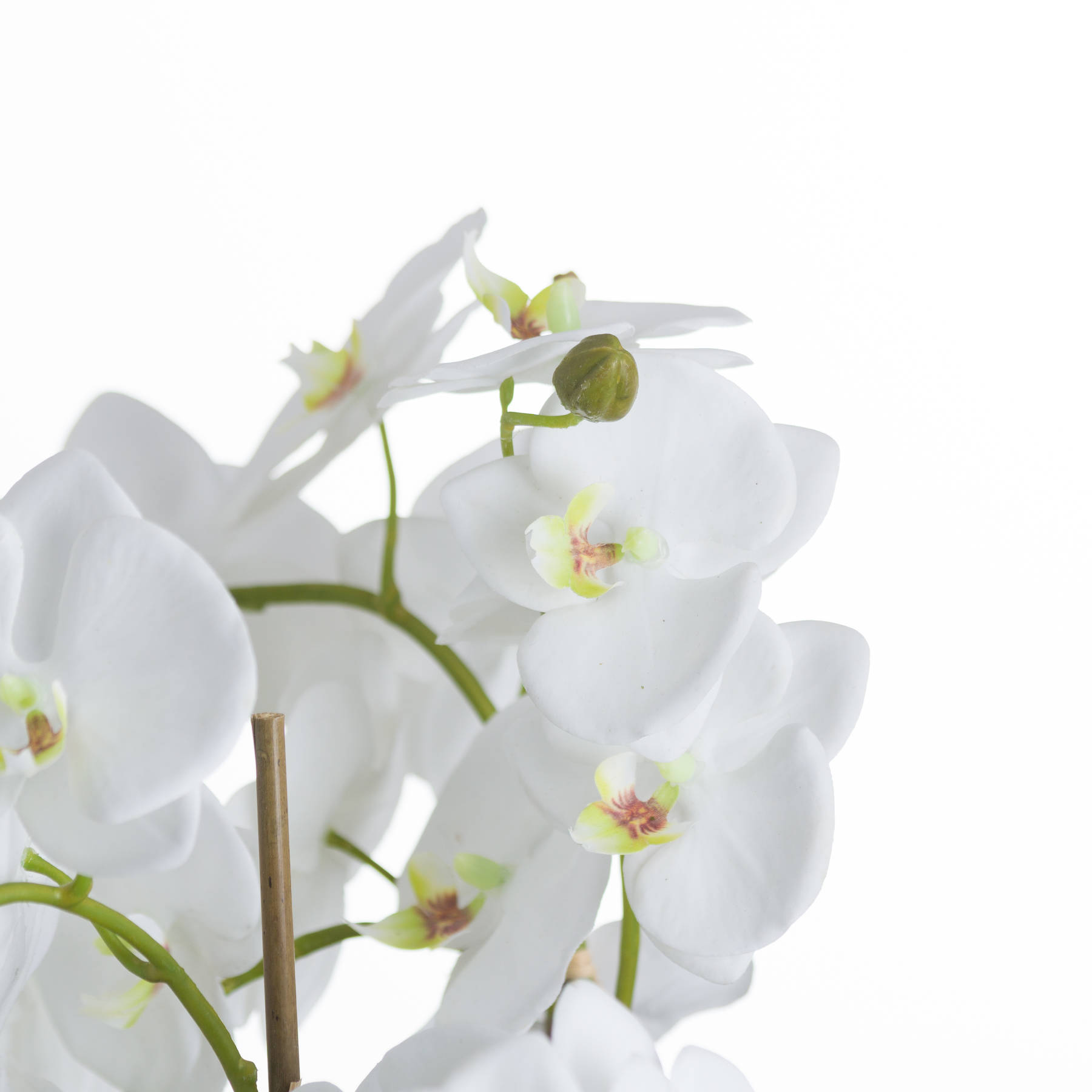 Large White Orchid And Fern Garden In Rootball - Image 3