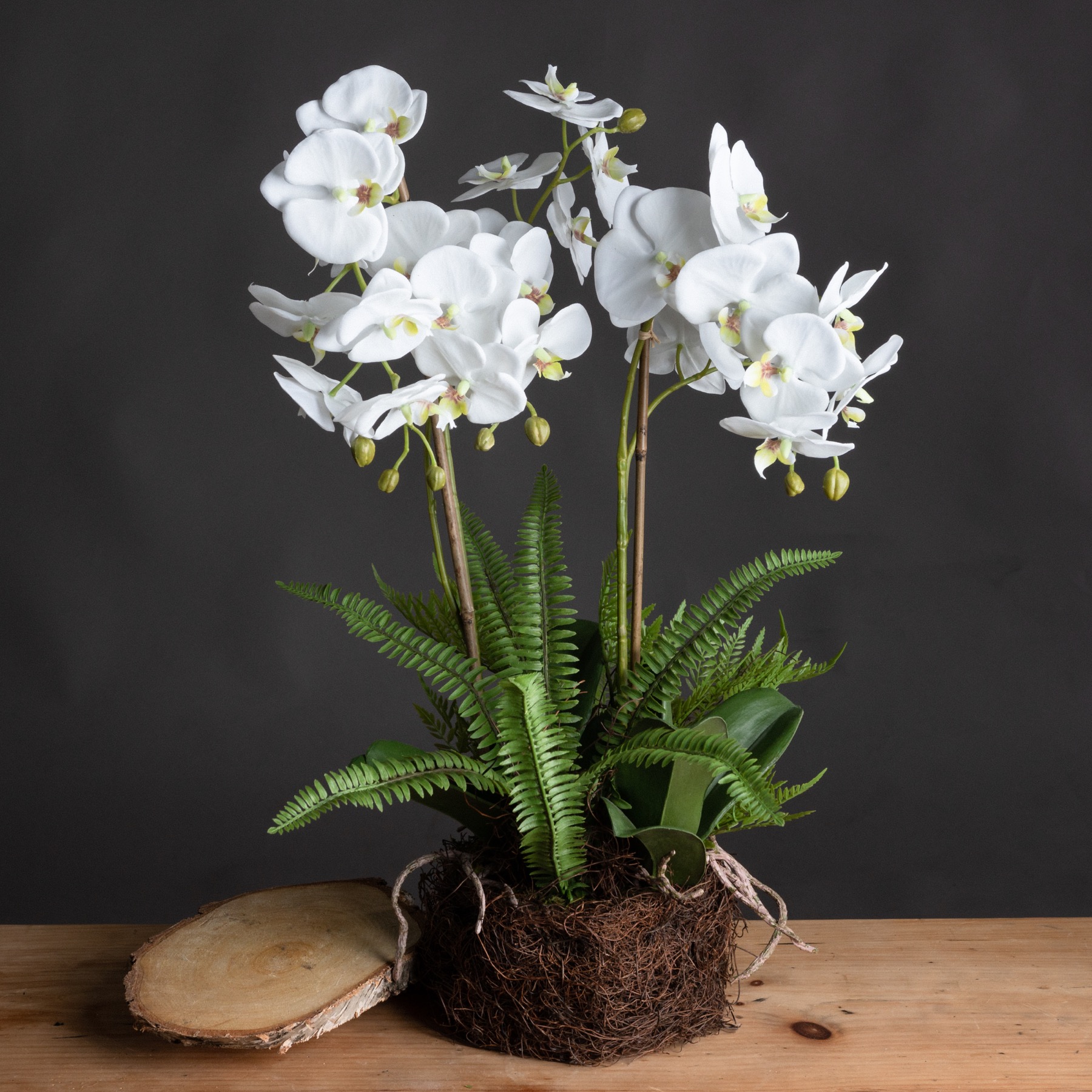 Large White Orchid And Fern Garden In Rootball - Image 1