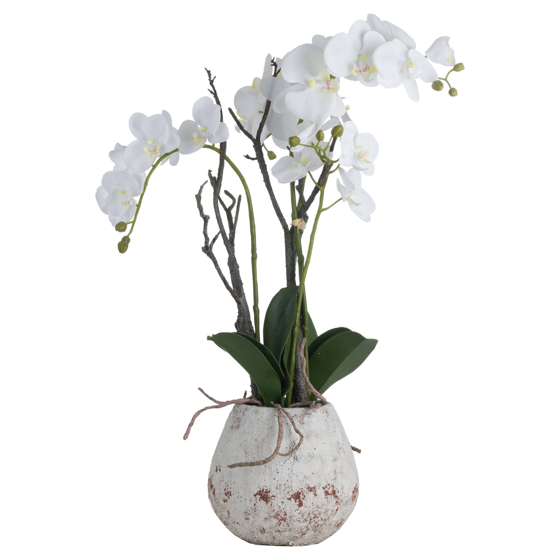 White Orchid In Stone Pot - Image 2