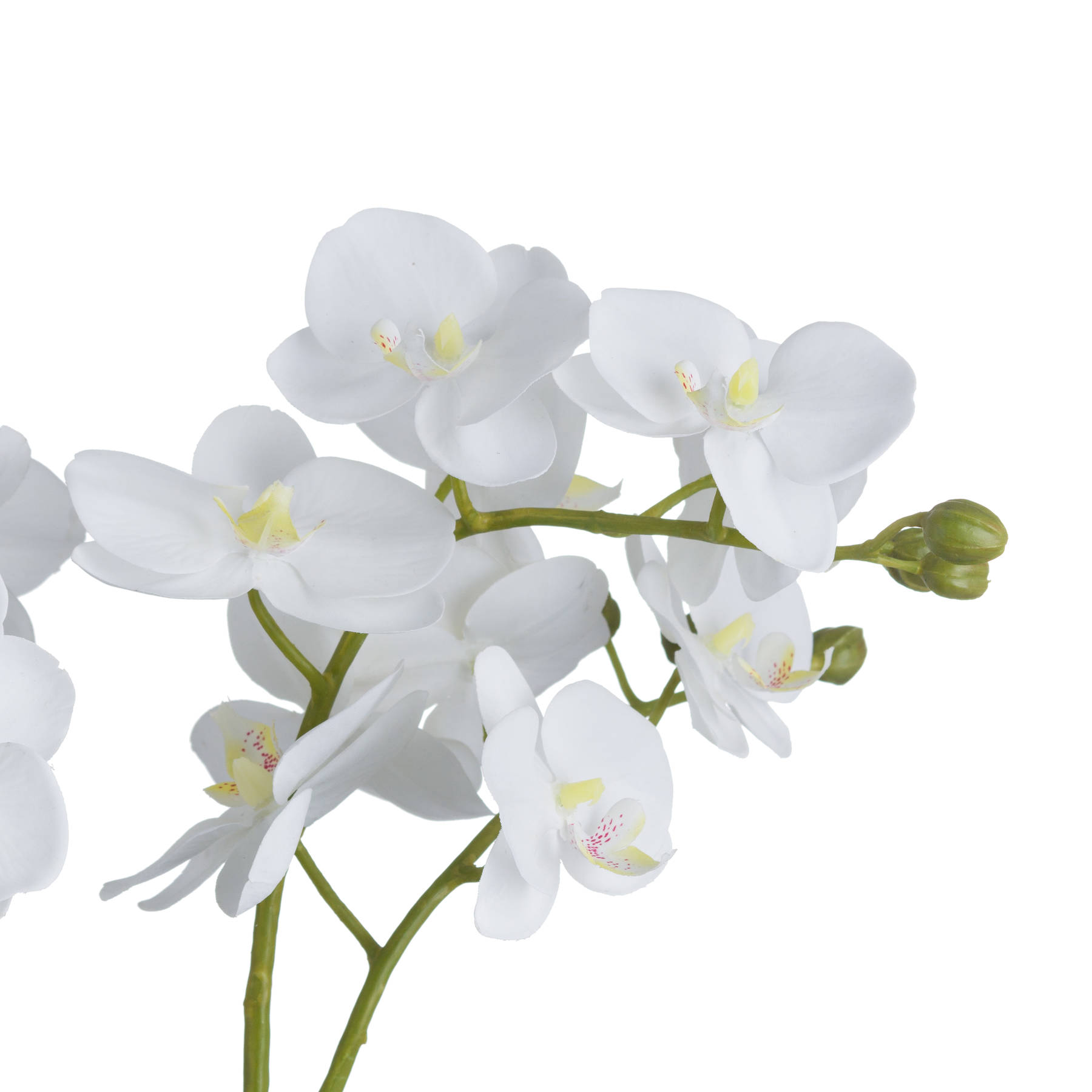 White Orchid In Glass Pot - Image 3