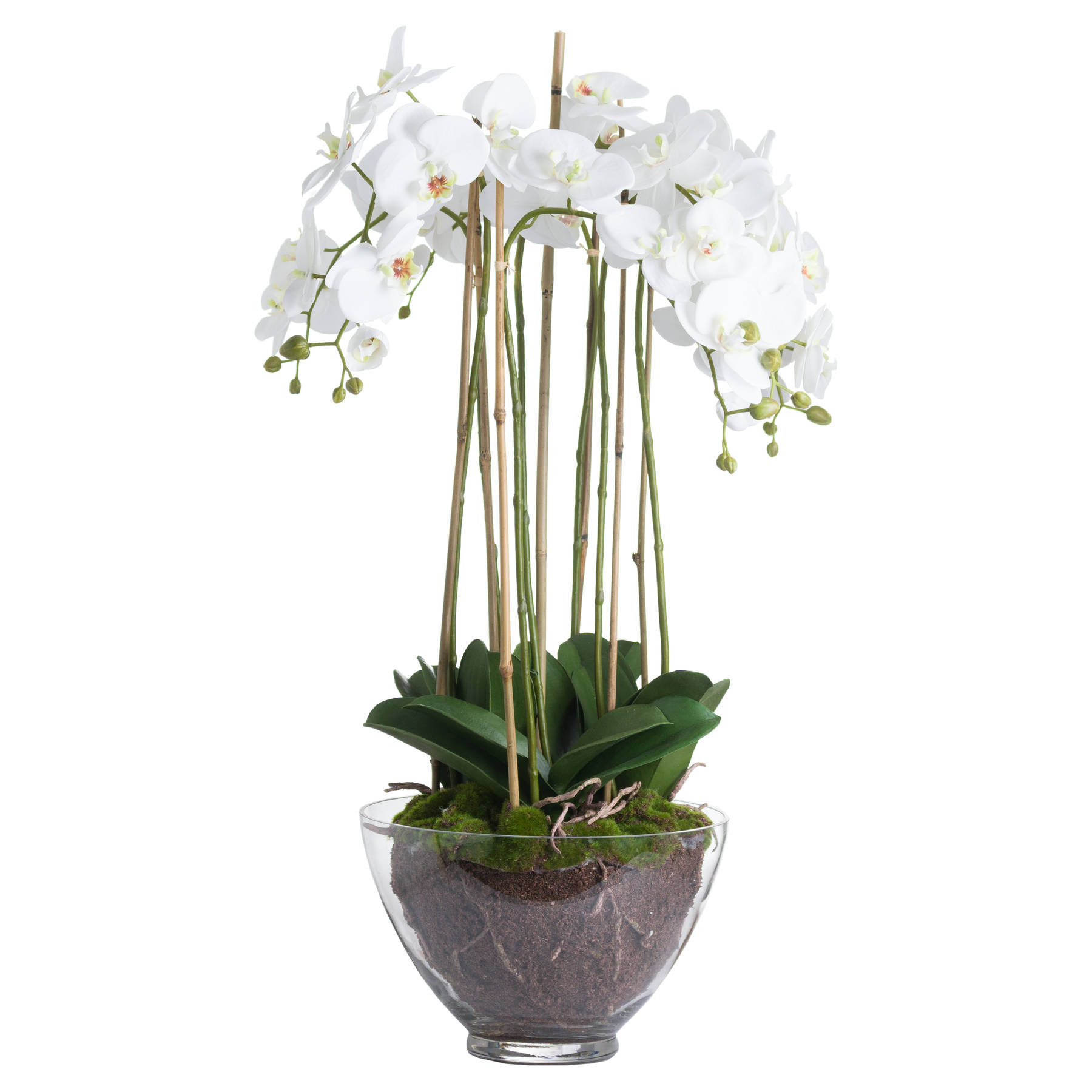 Large White Orchid In Glass Pot - Image 2