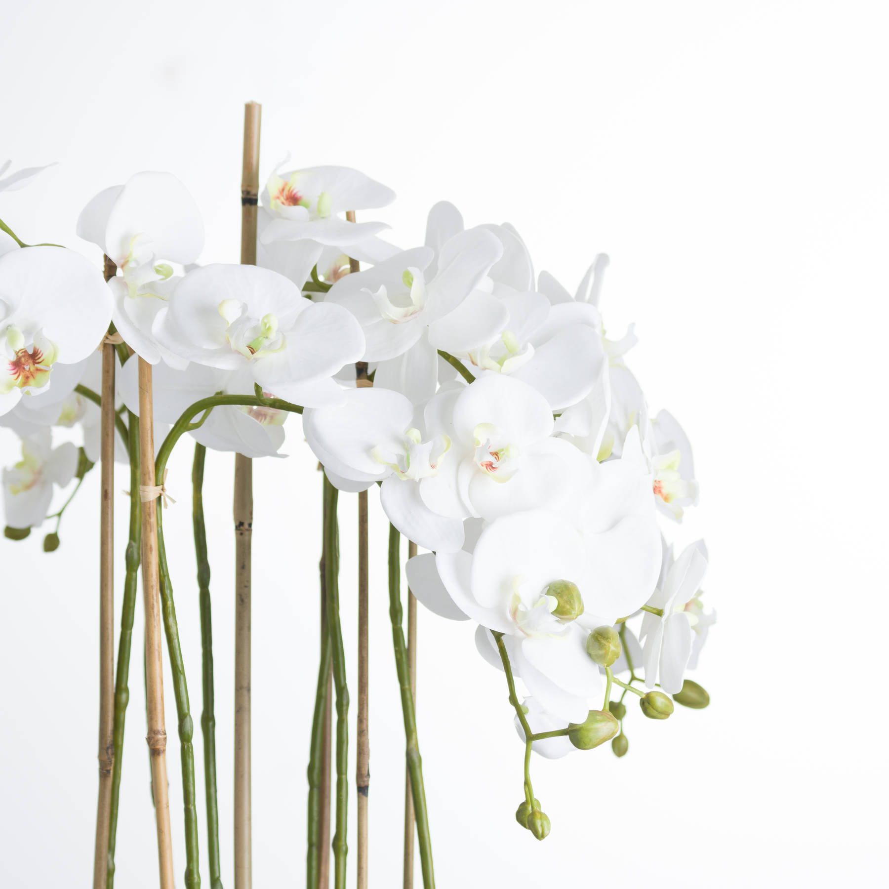 Large White Orchid In Glass Pot - Image 3