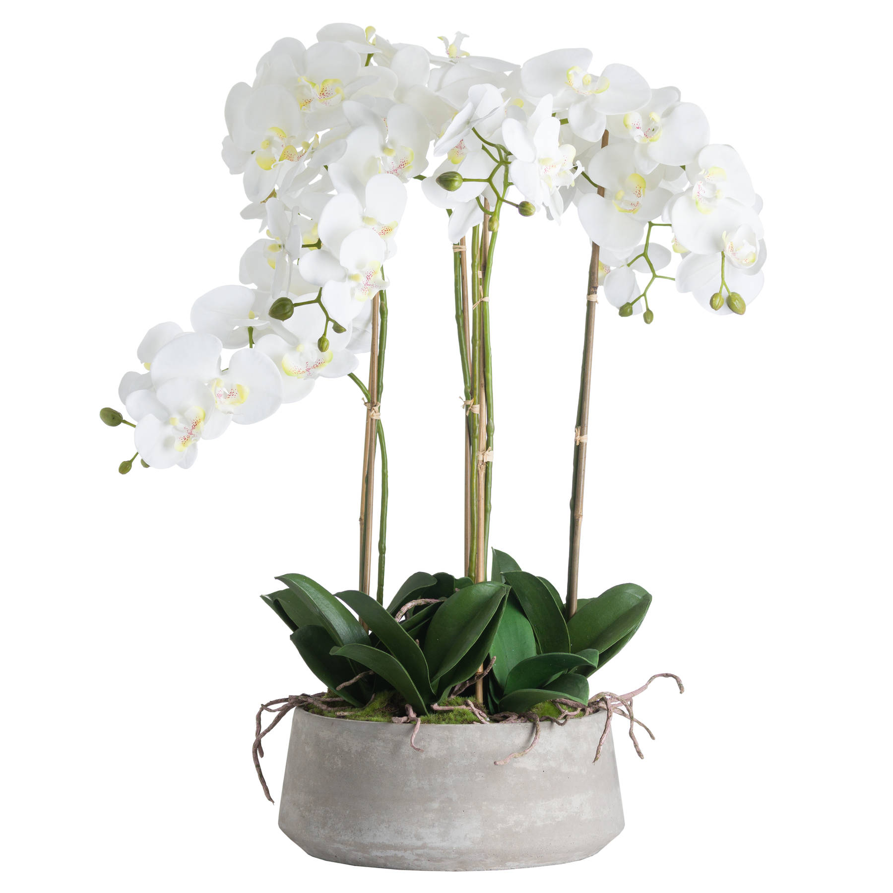 Large White Orchid In Stone Pot - Image 2