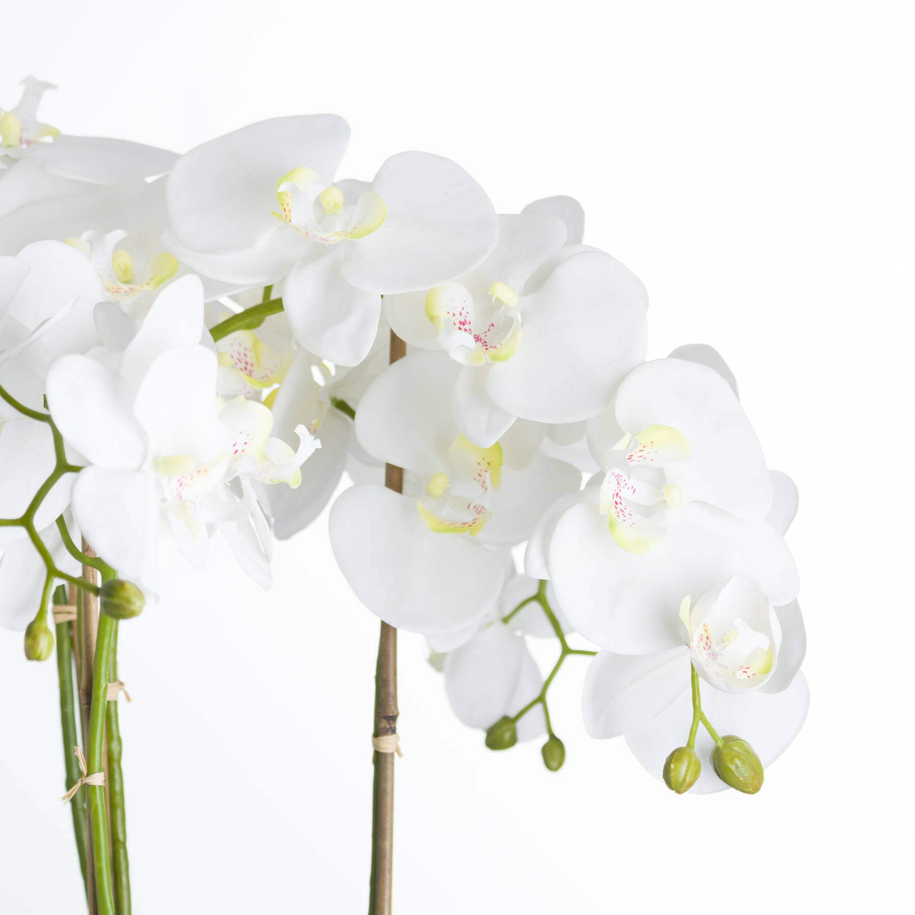 Large White Orchid In Stone Pot - Image 3
