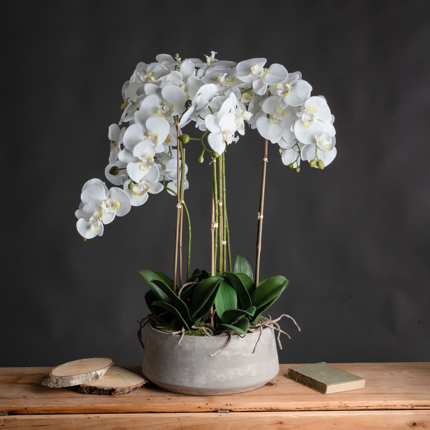 Large White Orchid In Stone Pot - Image 1
