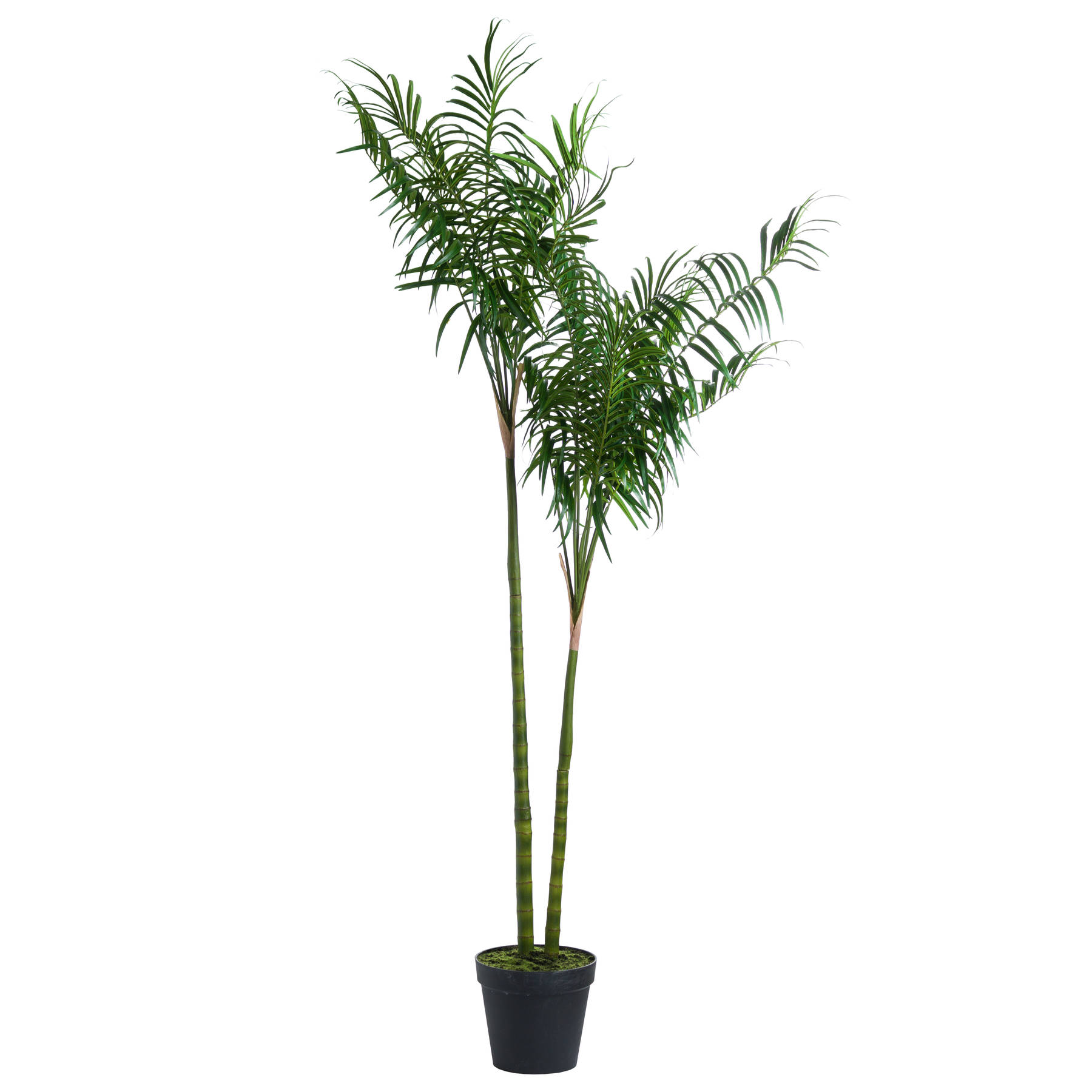 Large Parlour Palm Tree Wholesale by Hill Interiors