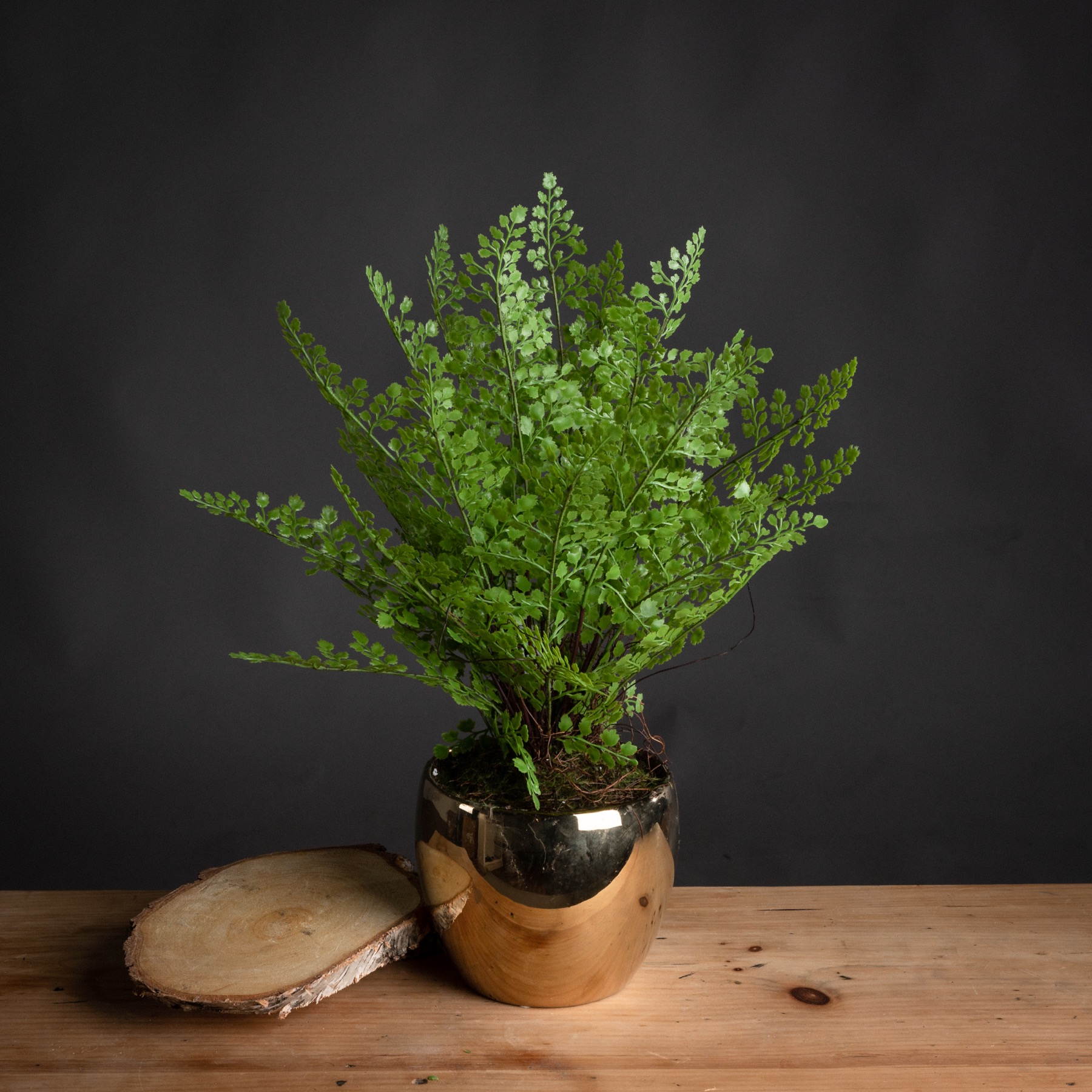 Boston Fern In Gold Pot Wholesale by Hill Interiors