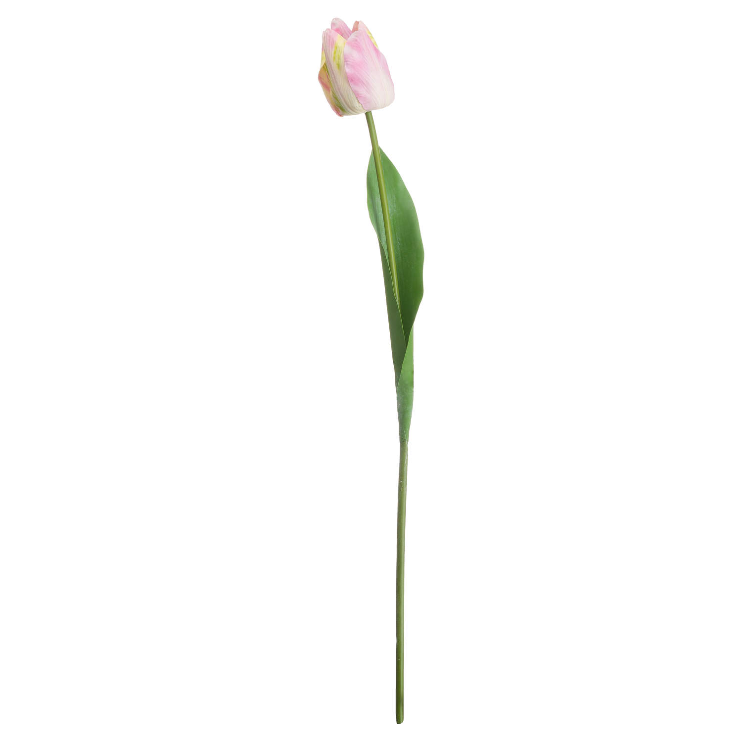Pink & Green Tulip - Image 5