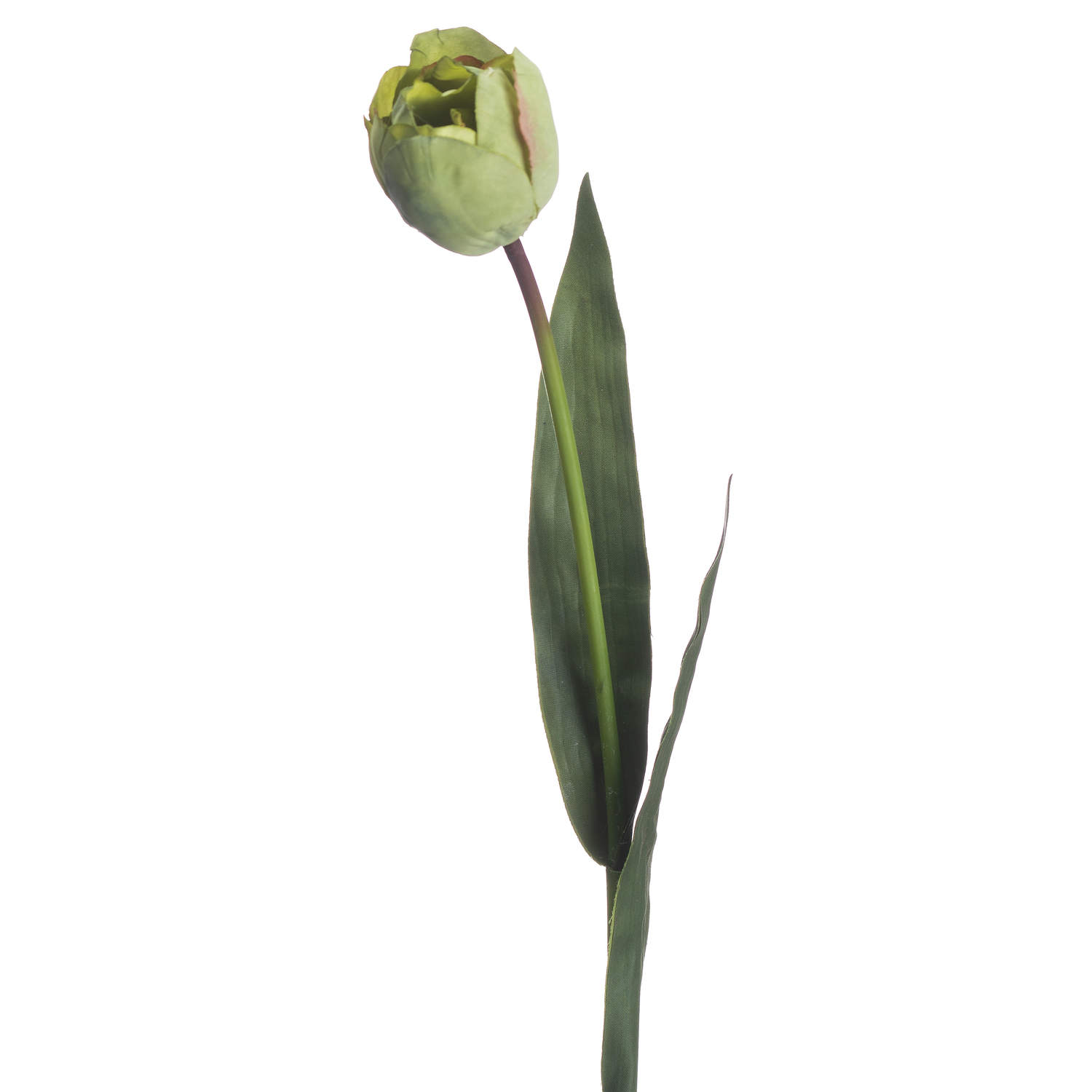 Green Tulip - Image 3